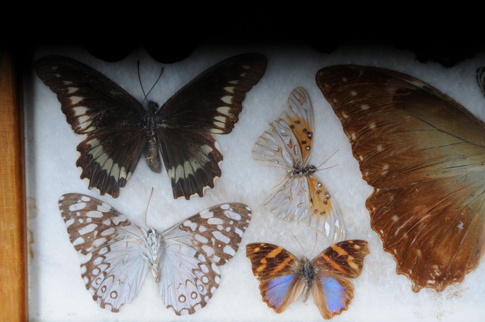 Curious Antique Tray With Real Butterfly Specimens. Very Rare photo 751.0