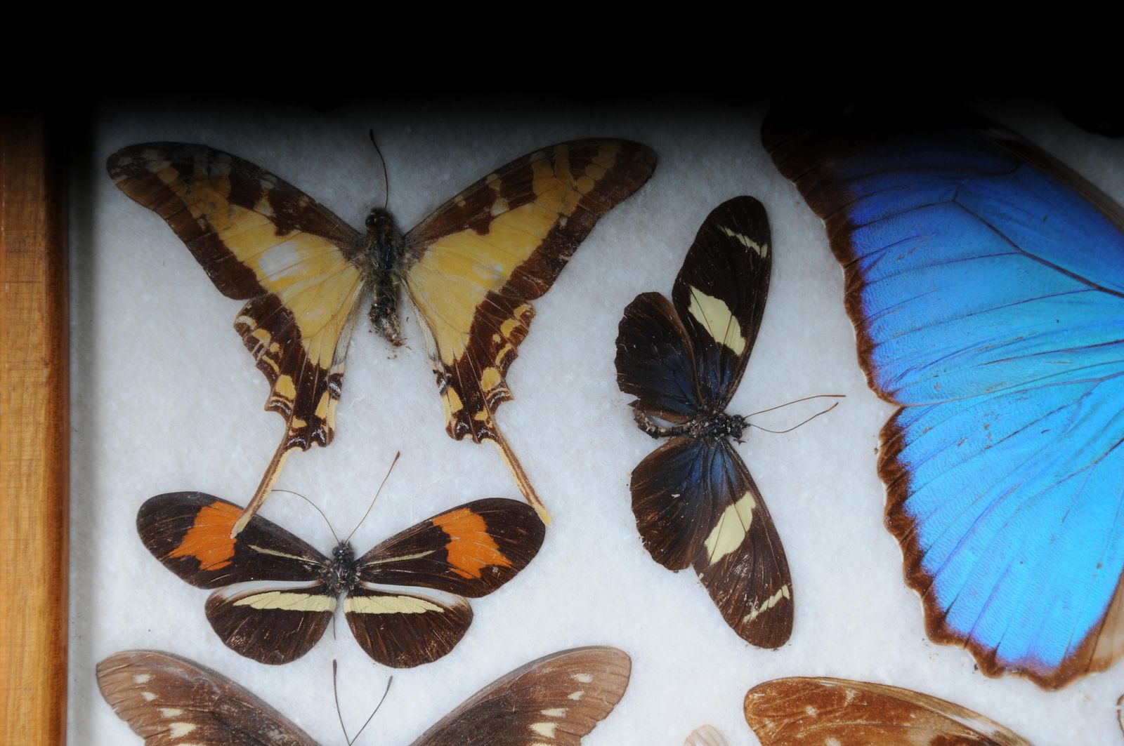 Curious Antique Tray With Real Butterfly Specimens. Very Rare photo vinterior