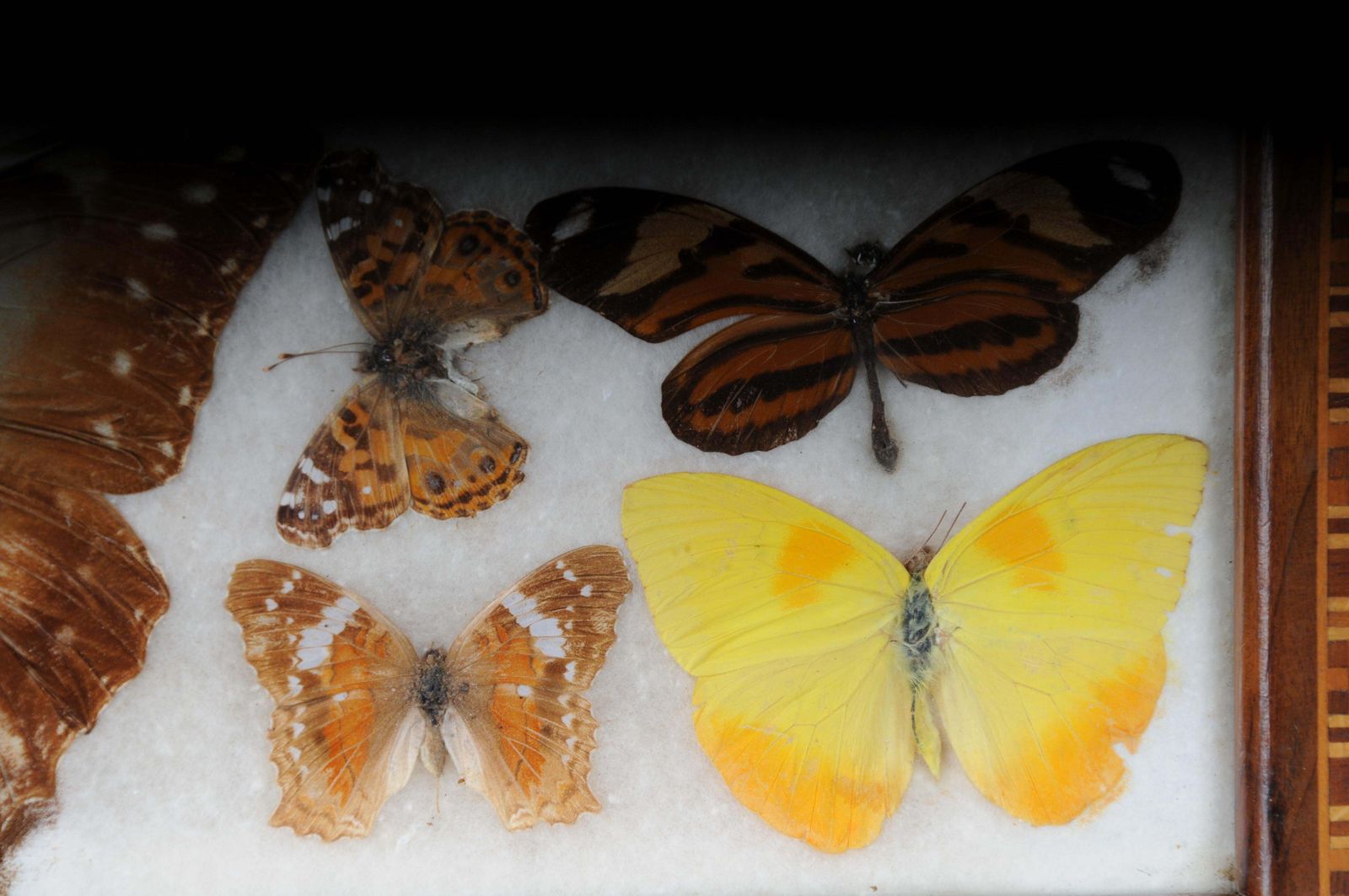 photo for sale Curious Antique Tray With Real Butterfly Specimens. Very Rare