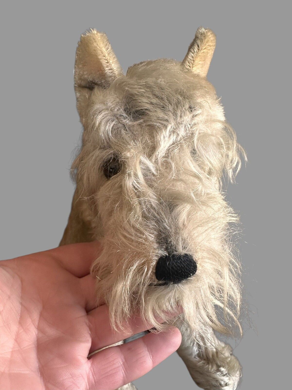 Vintage Steiff Dog Champagne Mohair Dog, Steiff 1950's , Schnauzer 12” photo Art