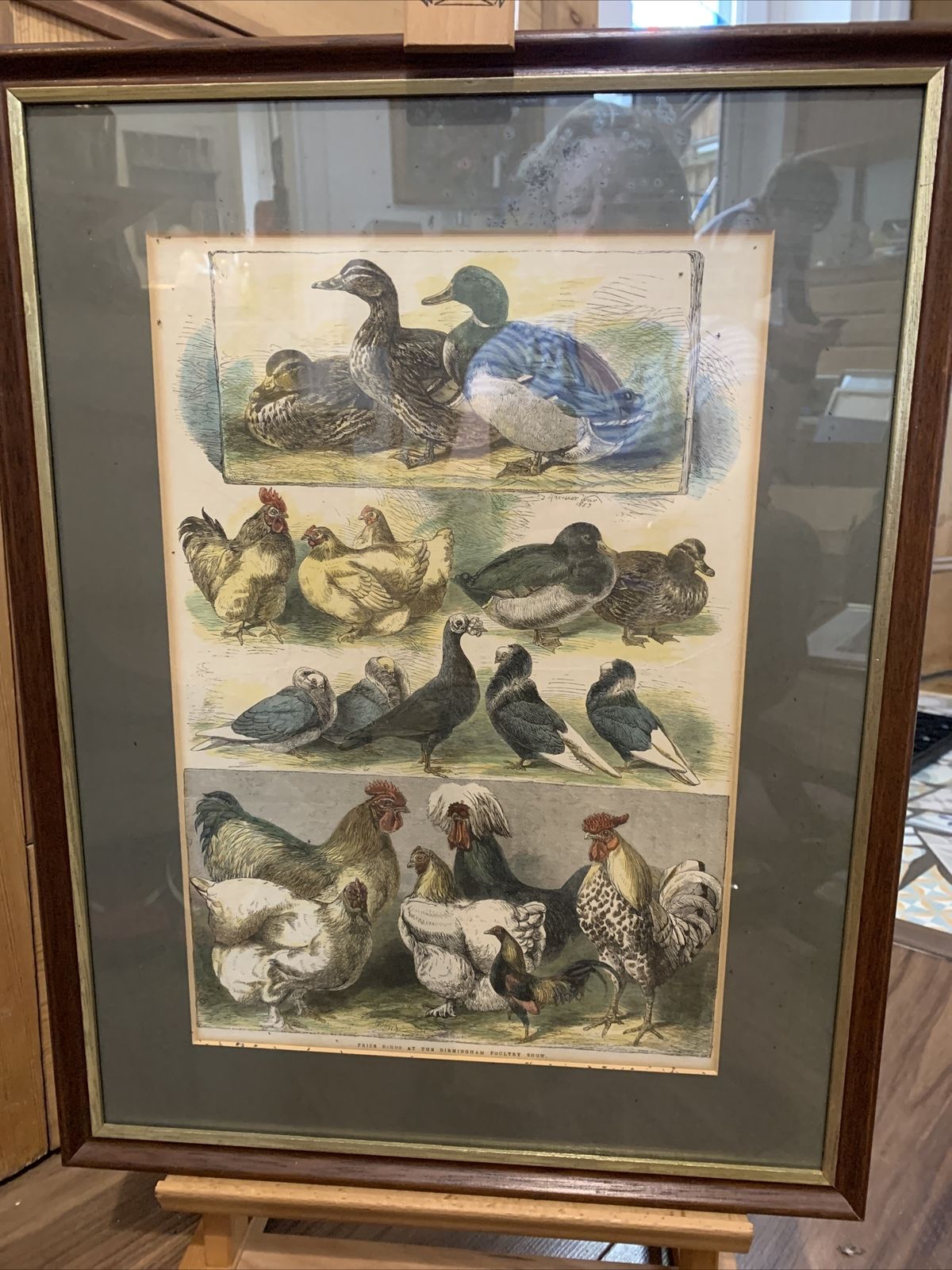 Rare Harrison Weir Antiqie Print Prize Poultry  Engraving?  1863