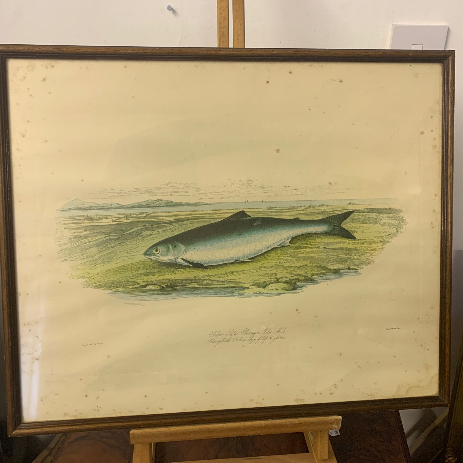 Original Hand Coloured Engraving W H Lizars Jardine Bart Salmon Maritime