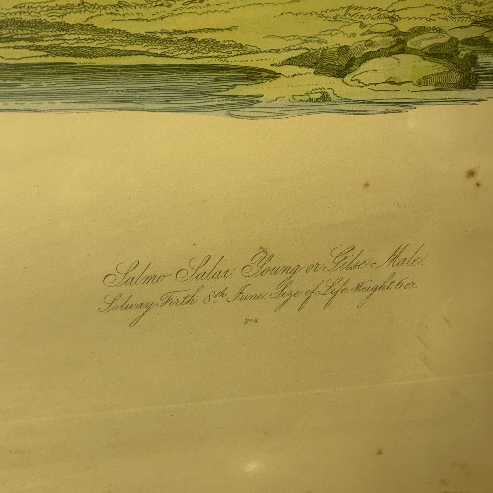 Original Hand Coloured Engraving W H Lizars Jardine Bart Salmon Maritime photo for sale