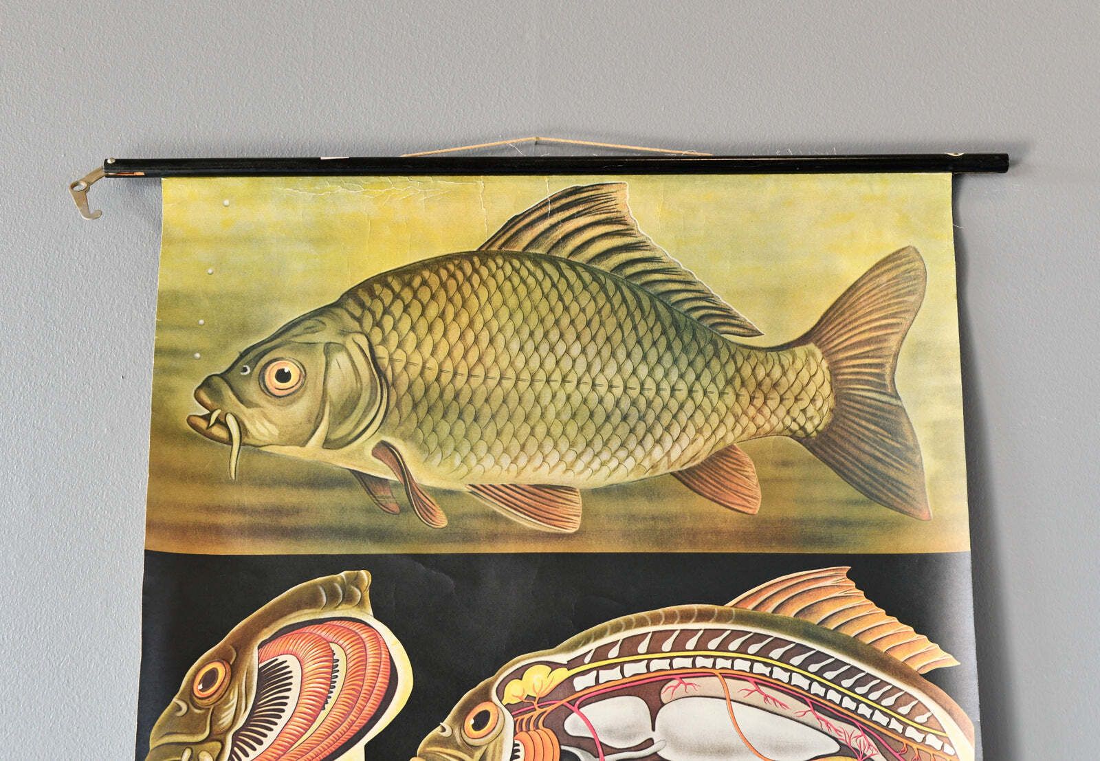 Wall Chart Of The Fish By Jung Koch Quentell photo furniture