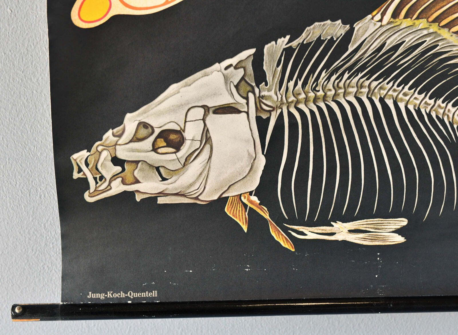 Wall Chart Of The Fish By Jung Koch Quentell photo Art
