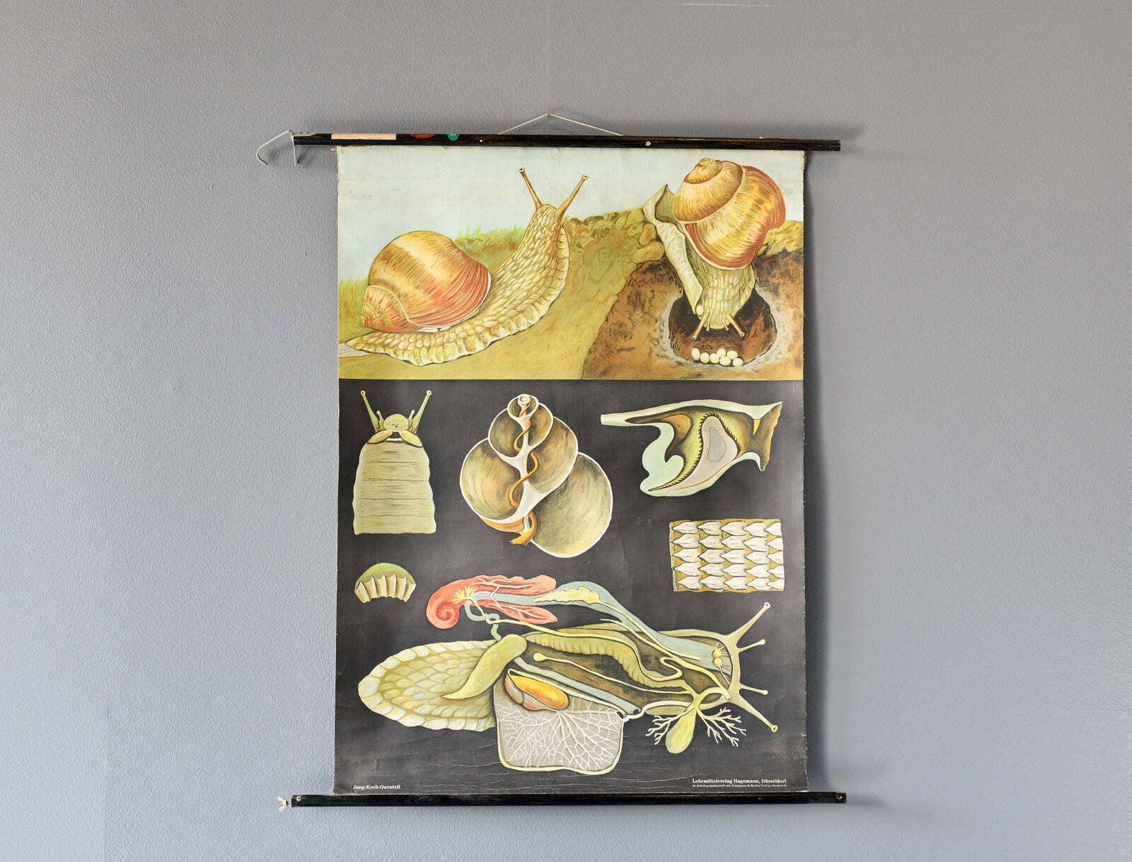 Educational Chart Of The Snail By Jung Koch Quentell Circa 1960s