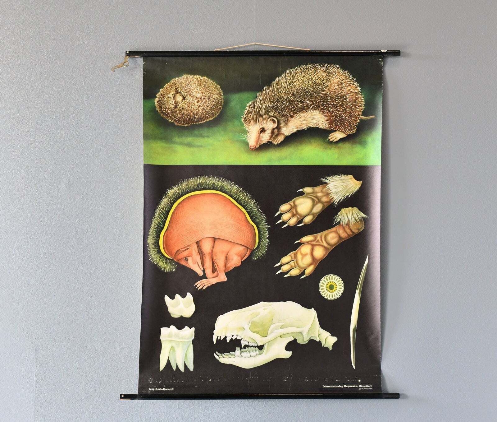 Wall Chart Of The Hedgehog By Jung Koch Quentell