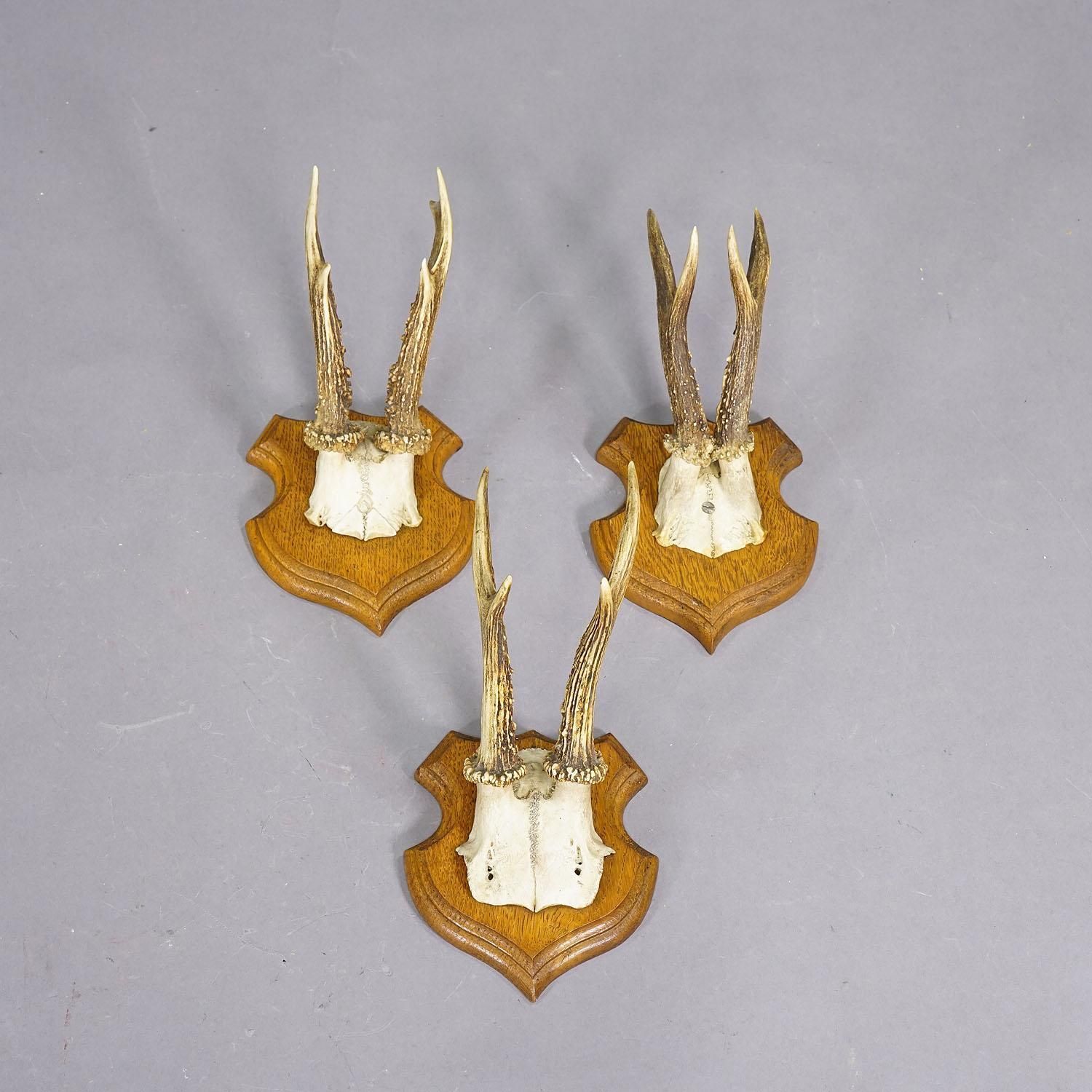 Set Of Five Roe Deer Trophies On Carved Plaques Germany Around 1920 photo for sale