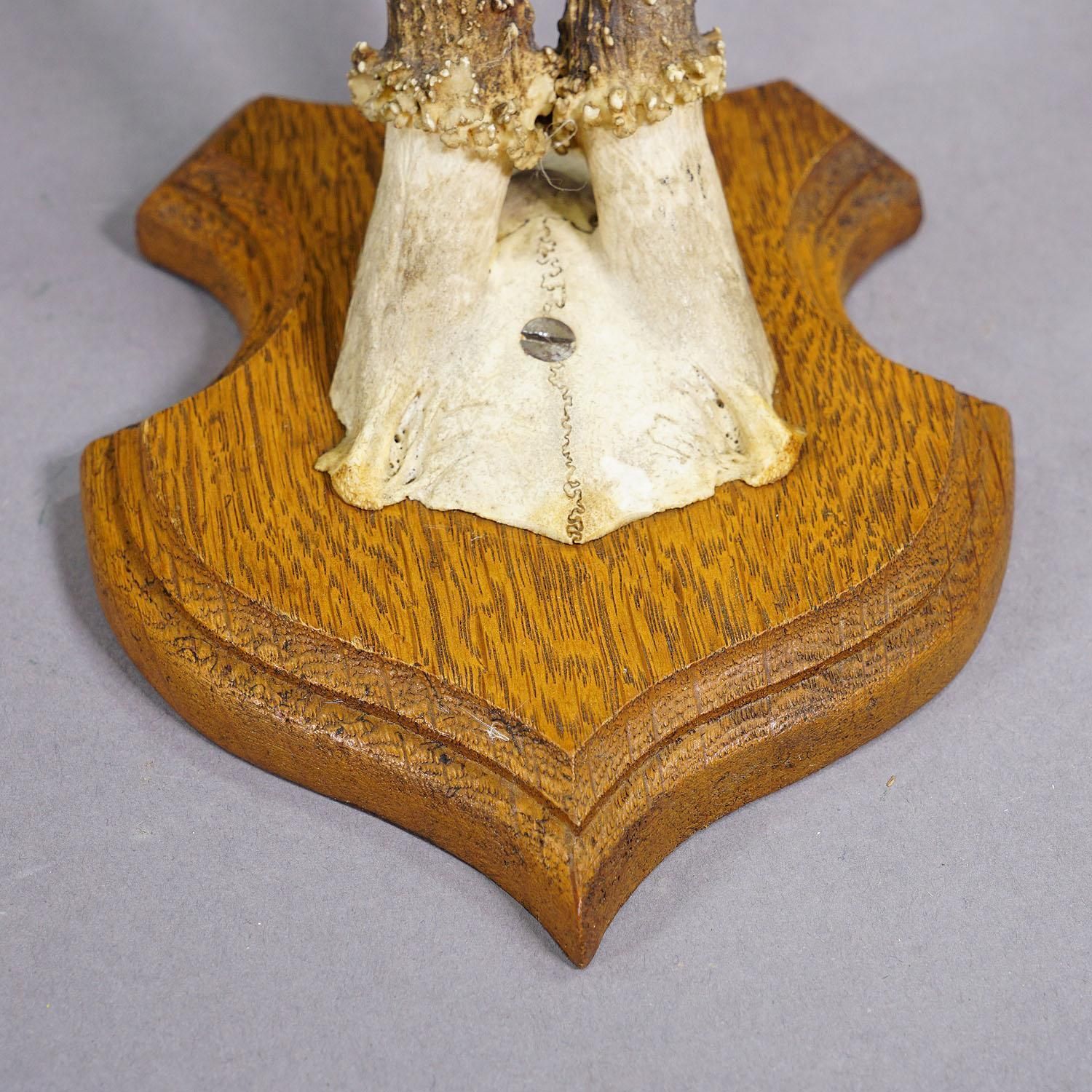 Set Of Five Roe Deer Trophies On Carved Plaques Germany Around 1920 photo buy