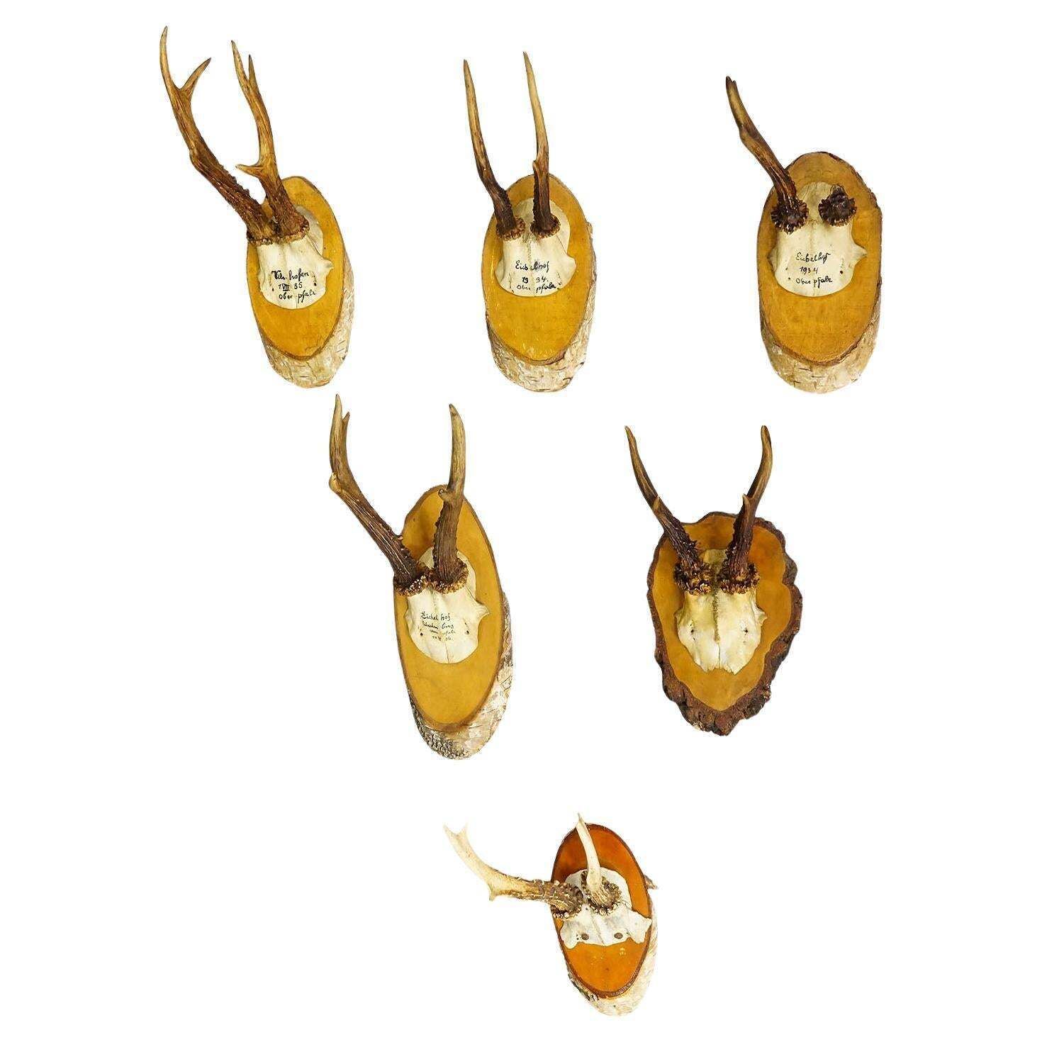 Set Of Six Roe Deer Trophies On Wooden Slices Germany Ca. 1930s