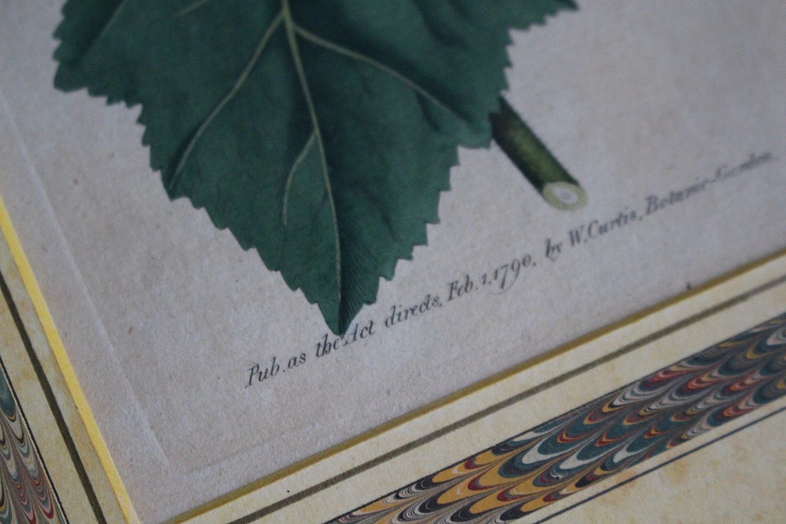 Late 18 C W.Curtis Hand Coloured Botanical Lithograph Plates Faux Marble Mounts photo Art