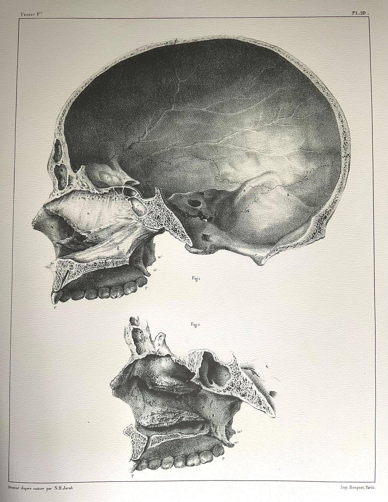 Rare Anatomical Giclée Print. Large Wall Art. Anatomical Print From 19th Century Original. photo 225.0