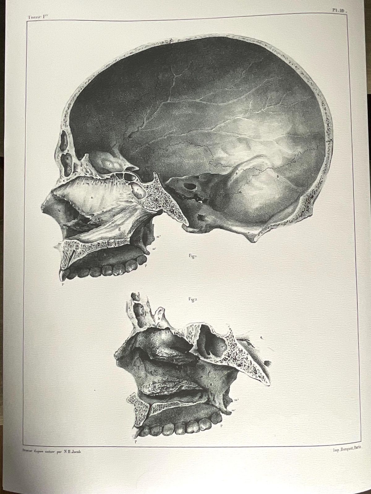 Rare Anatomical Giclée Print. Large Wall Art. Anatomical Print From 19th Century Original. photo vintage