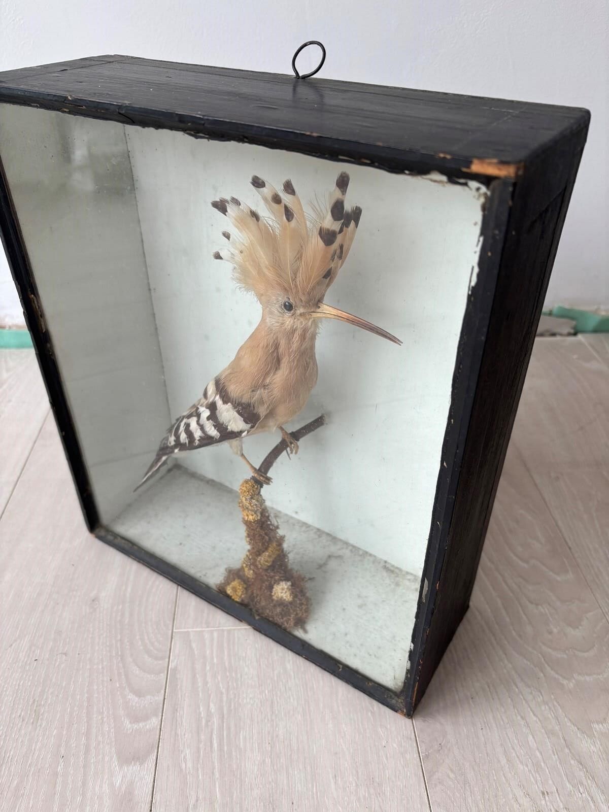Antique Taxidermy Hoopoe By T Hall photo vinterior