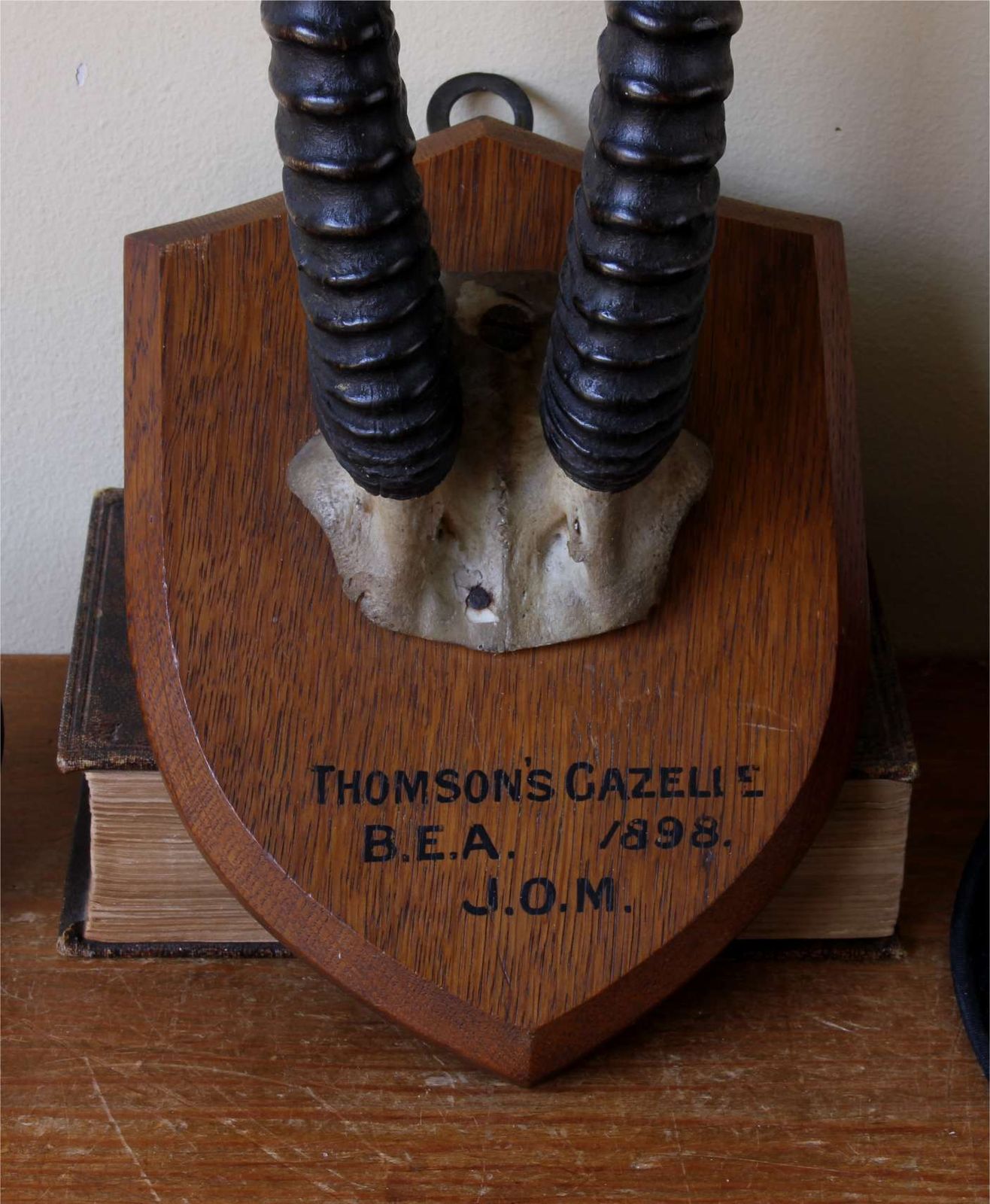 Antique Mounted Thomson's Gazelle Trophy. Taxidermy Long Antelope Horns. 1898. photo Home Decor