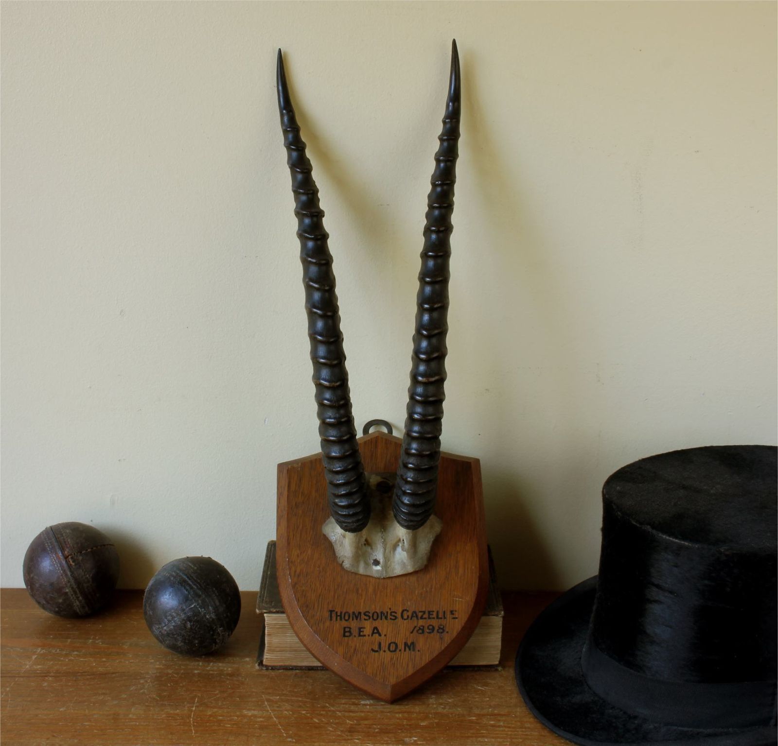 Home Decor Antique Mounted Thomson's Gazelle Trophy. Taxidermy Long Antelope Horns. 1898. photo