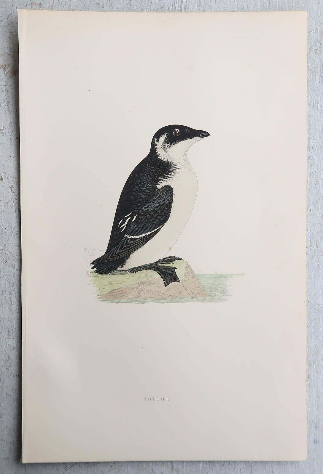 Set Of 9 Original Antique Prints Of Waterbirds After Francis Lydon, C.1880 photo vinterior