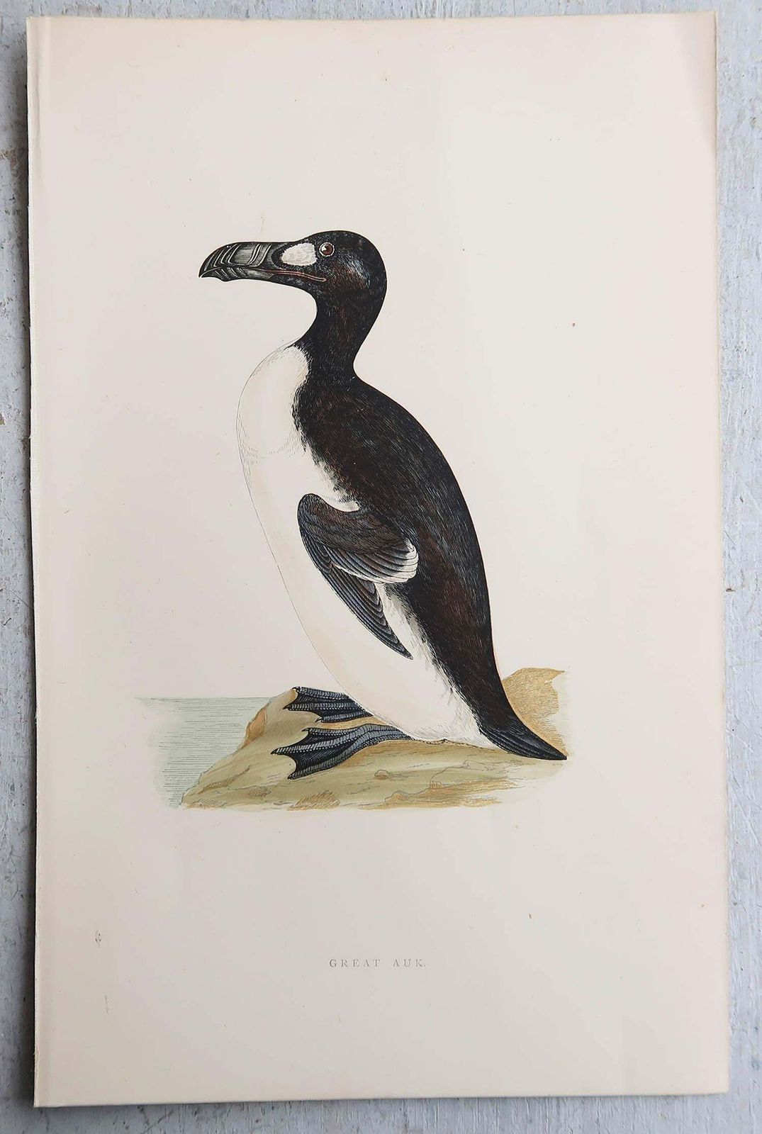 Set Of 9 Original Antique Prints Of Waterbirds After Francis Lydon, C.1880 photo buy