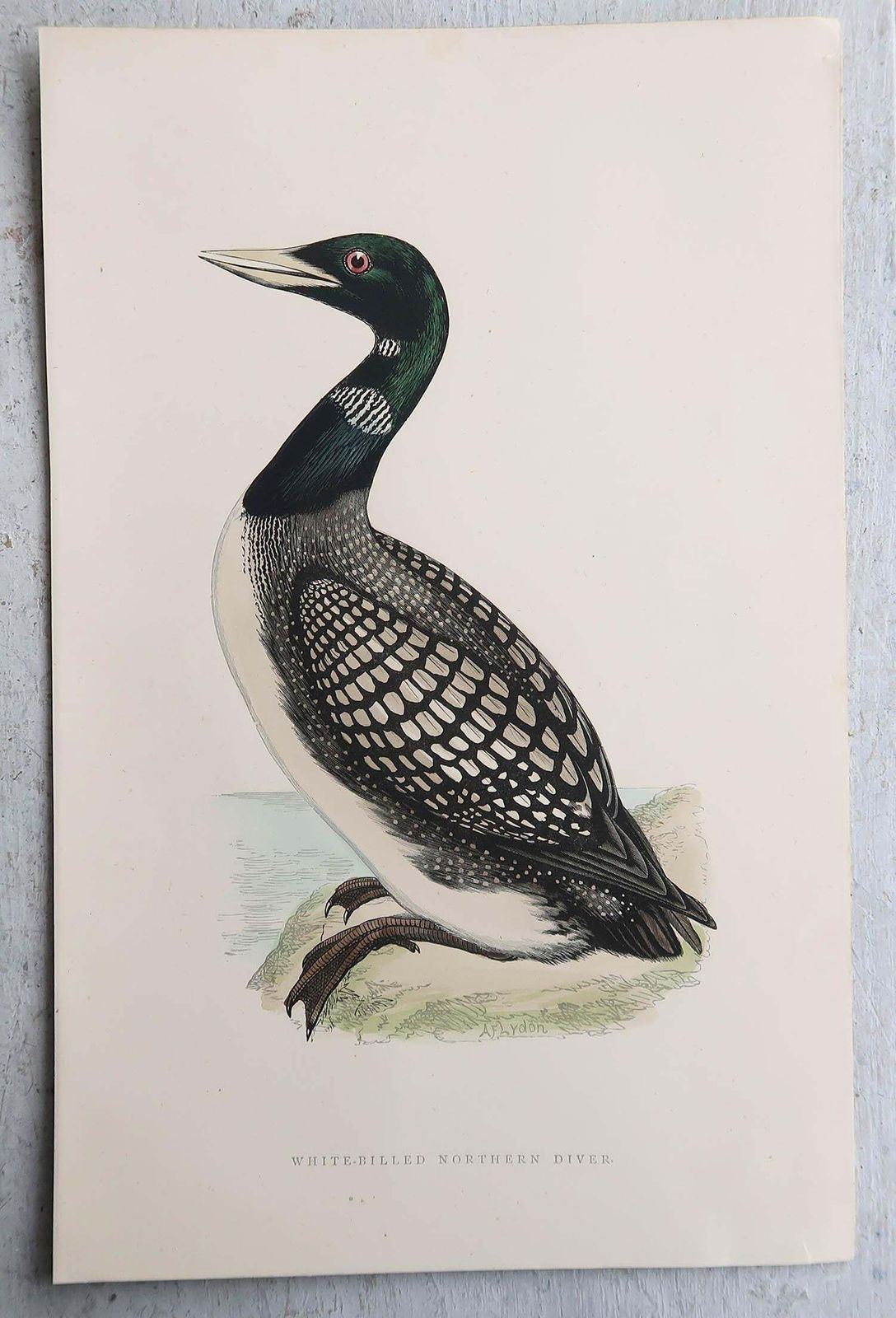 photo furniture Set Of 9 Original Antique Prints Of Waterbirds After Francis Lydon, C.1880