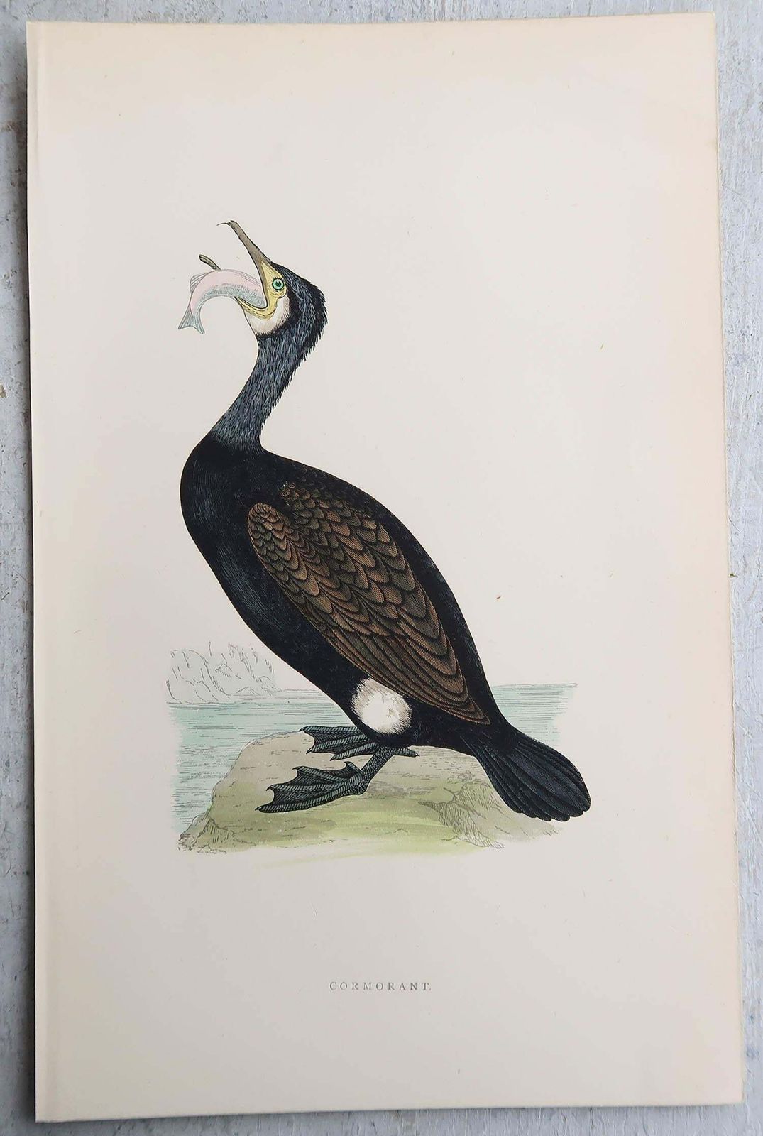 photo for sale Set Of 9 Original Antique Prints Of Waterbirds After Francis Lydon, C.1880