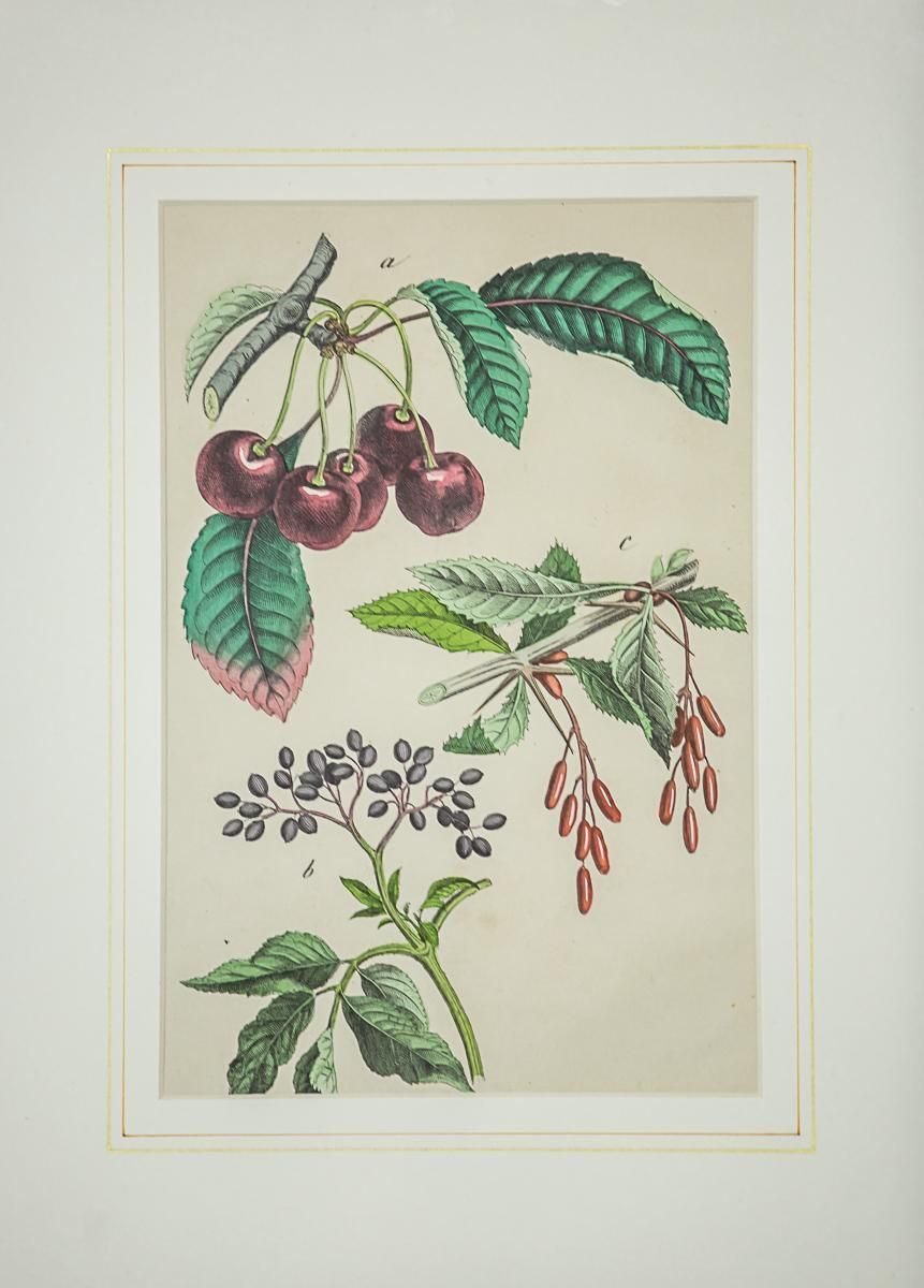 20th Century Colorful Graphic/Tree Fruits photo furniture