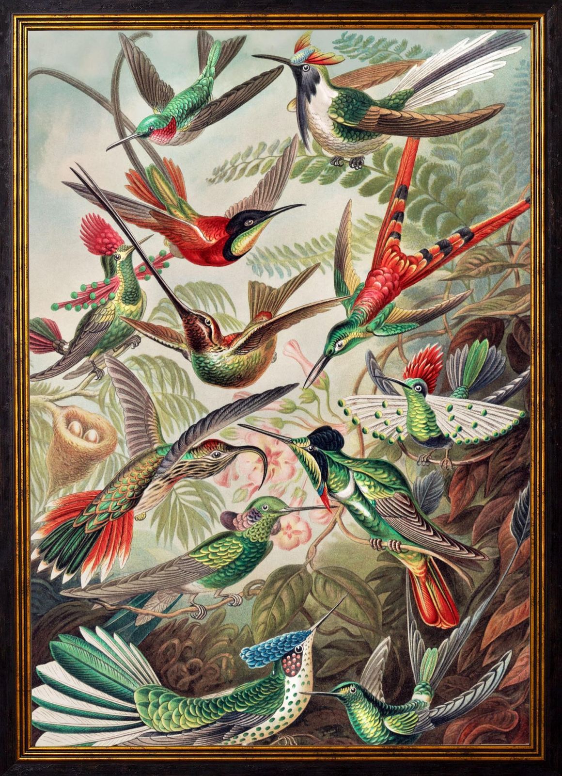 Hummingbirds Framed Print From Original By Ernst Haeckel Circa 1904, New photo furniture