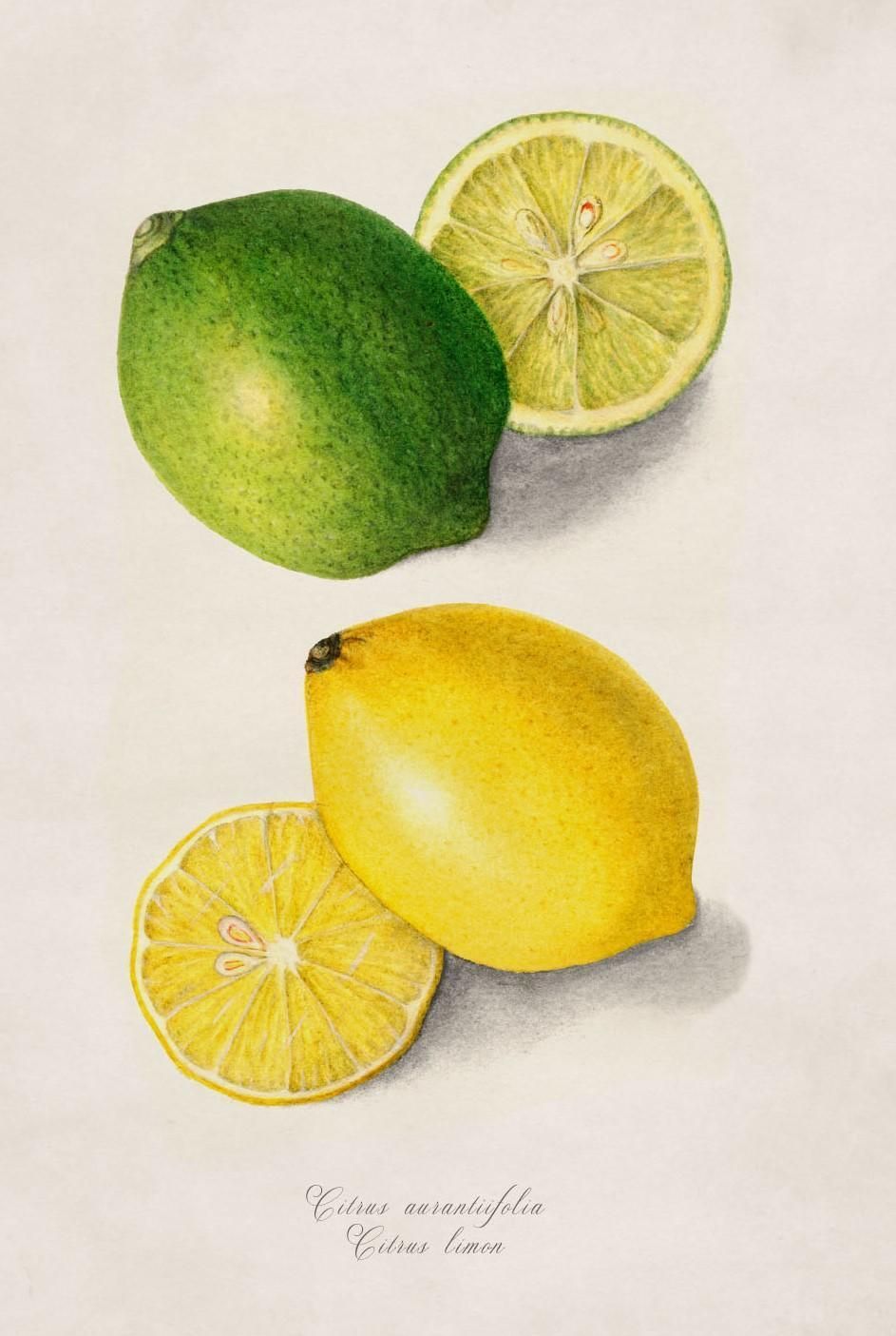 Set Of Two Framed Prints Of Citrus Fruit Study From Originals Of 1886, New photo Art