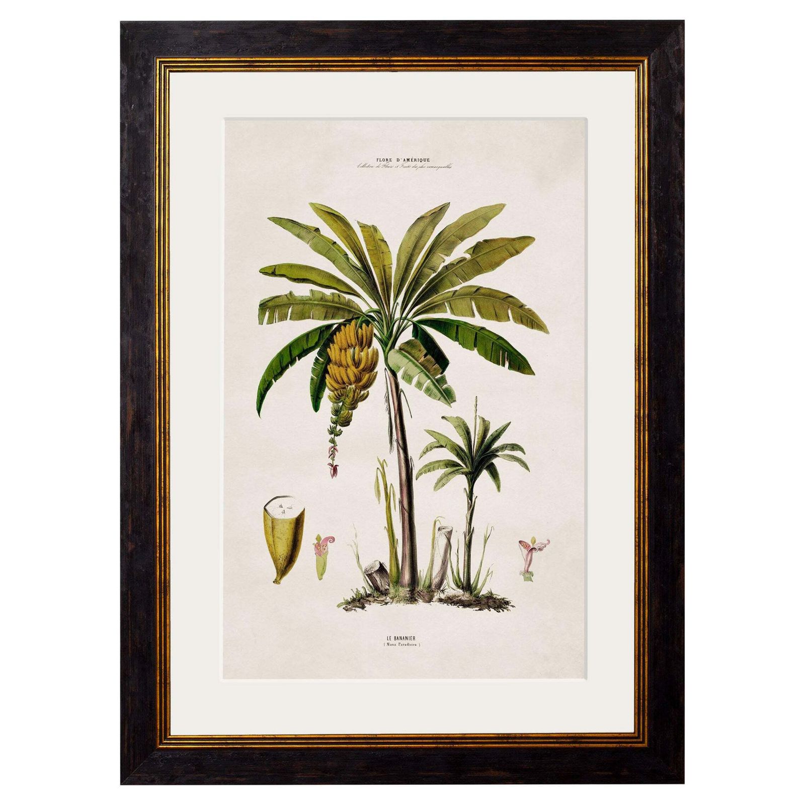 South American Banana Palm Tree Framed Print From C 1843 Study, New