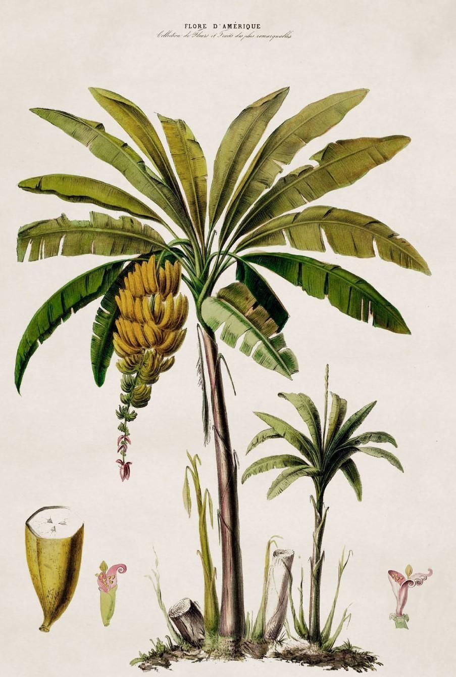 South American Banana Palm Tree Framed Print From C 1843 Study, New photo for sale