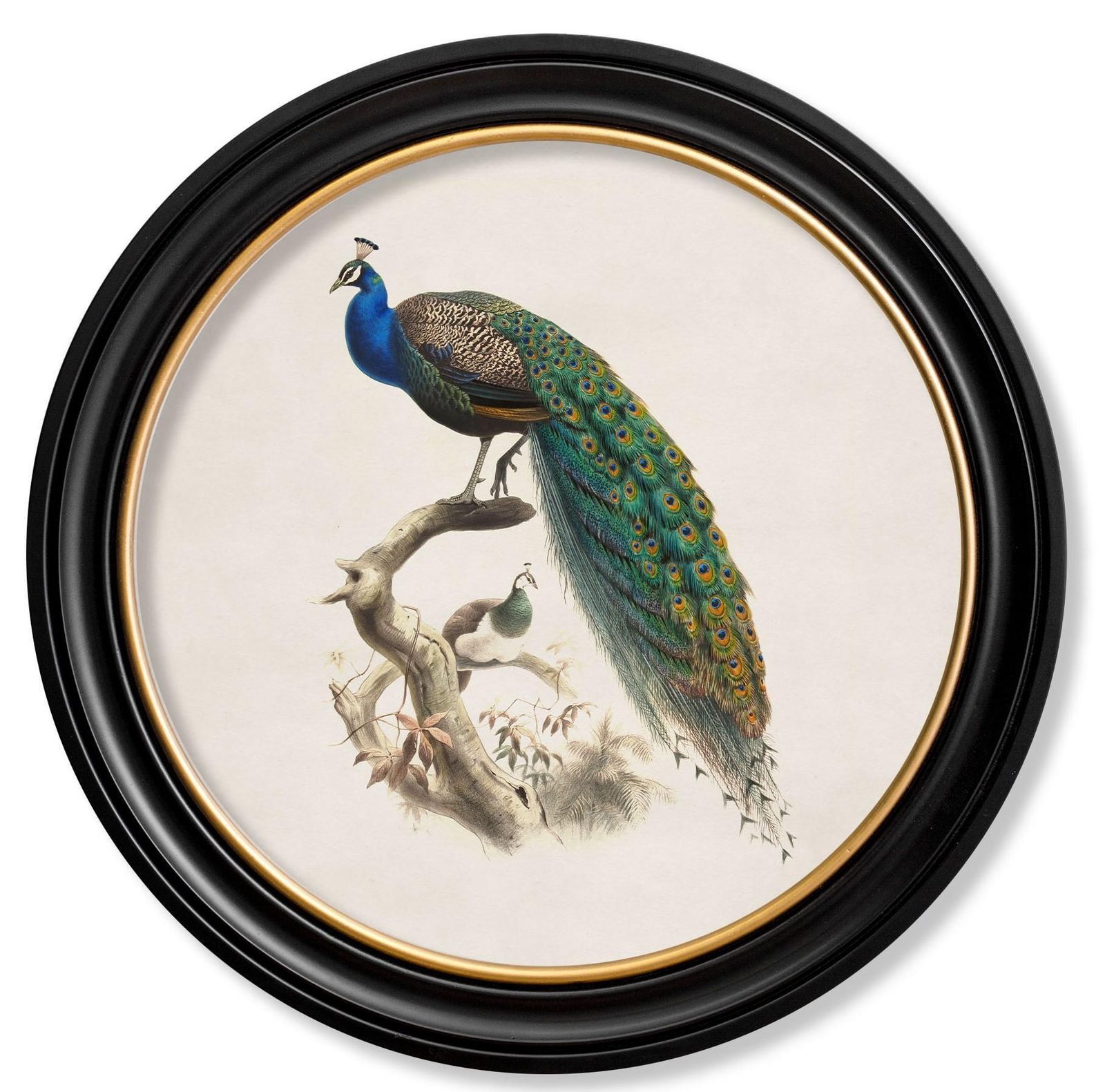 Peacock Framed Print British Natural History Illustration Of Early 1800's, New photo Art