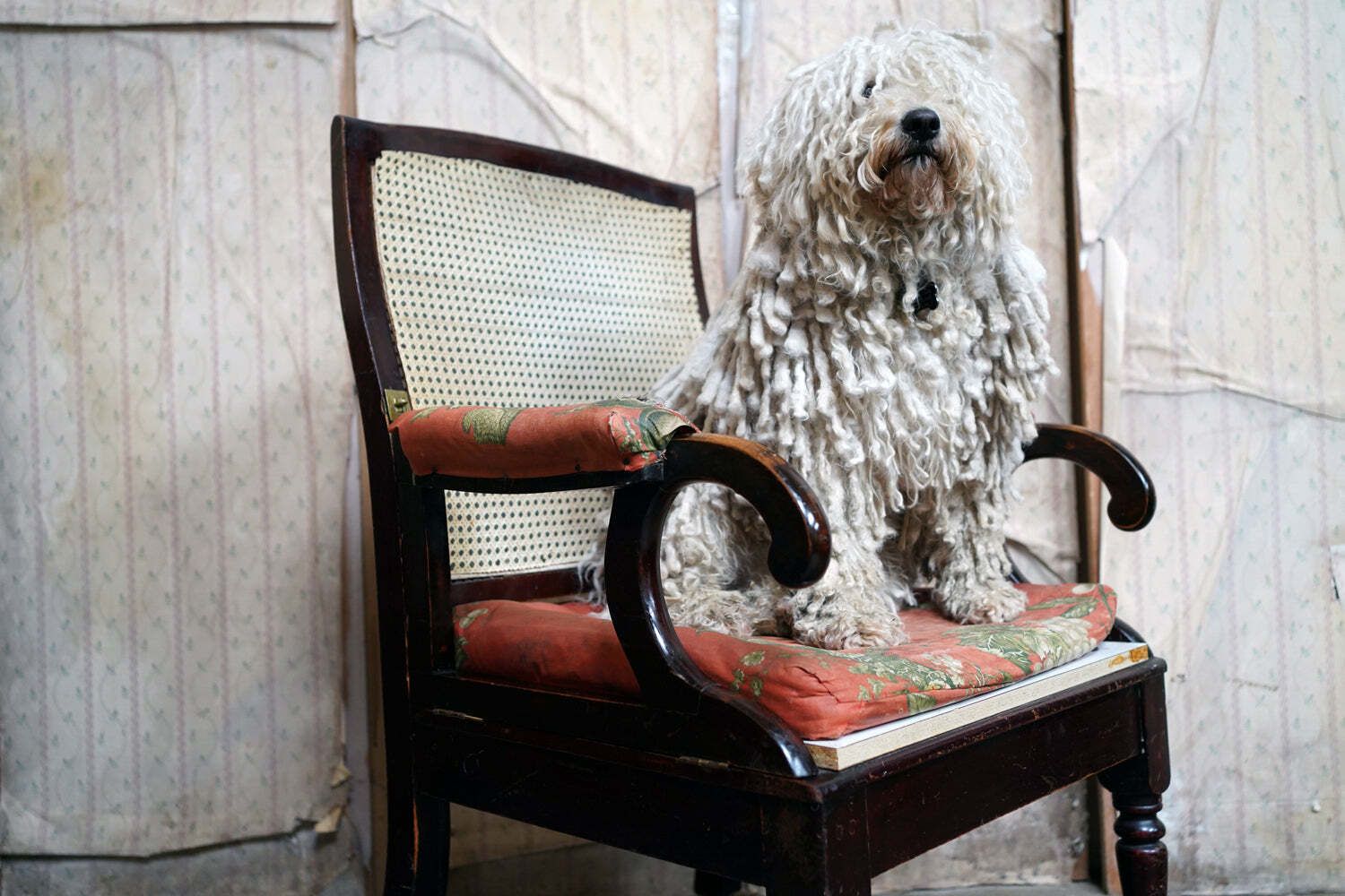 A Regency/William IV Period Mahogany Campaign & Silk Upholstered Armchair C.1825 37