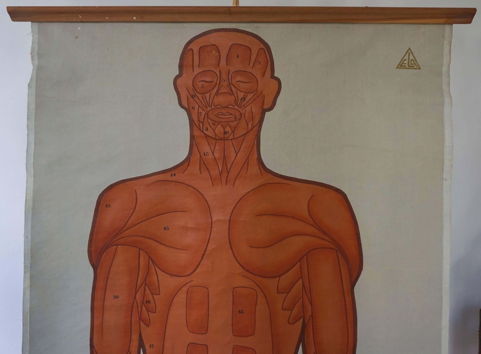 Vintage Anatomical Chart Muscular Structure Of Man photo Art