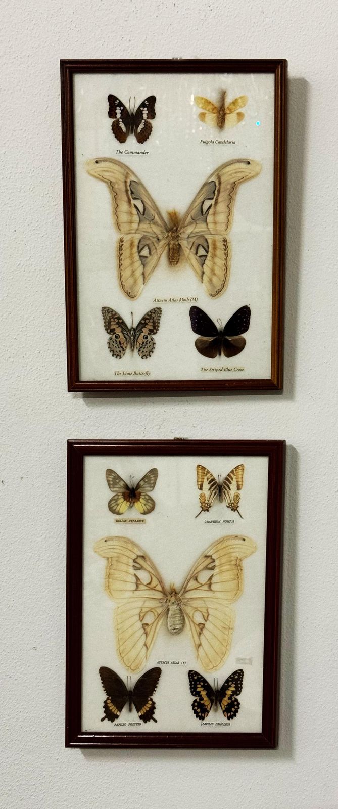 Butterfly Taxidermy Entomology Display Cases photo furniture