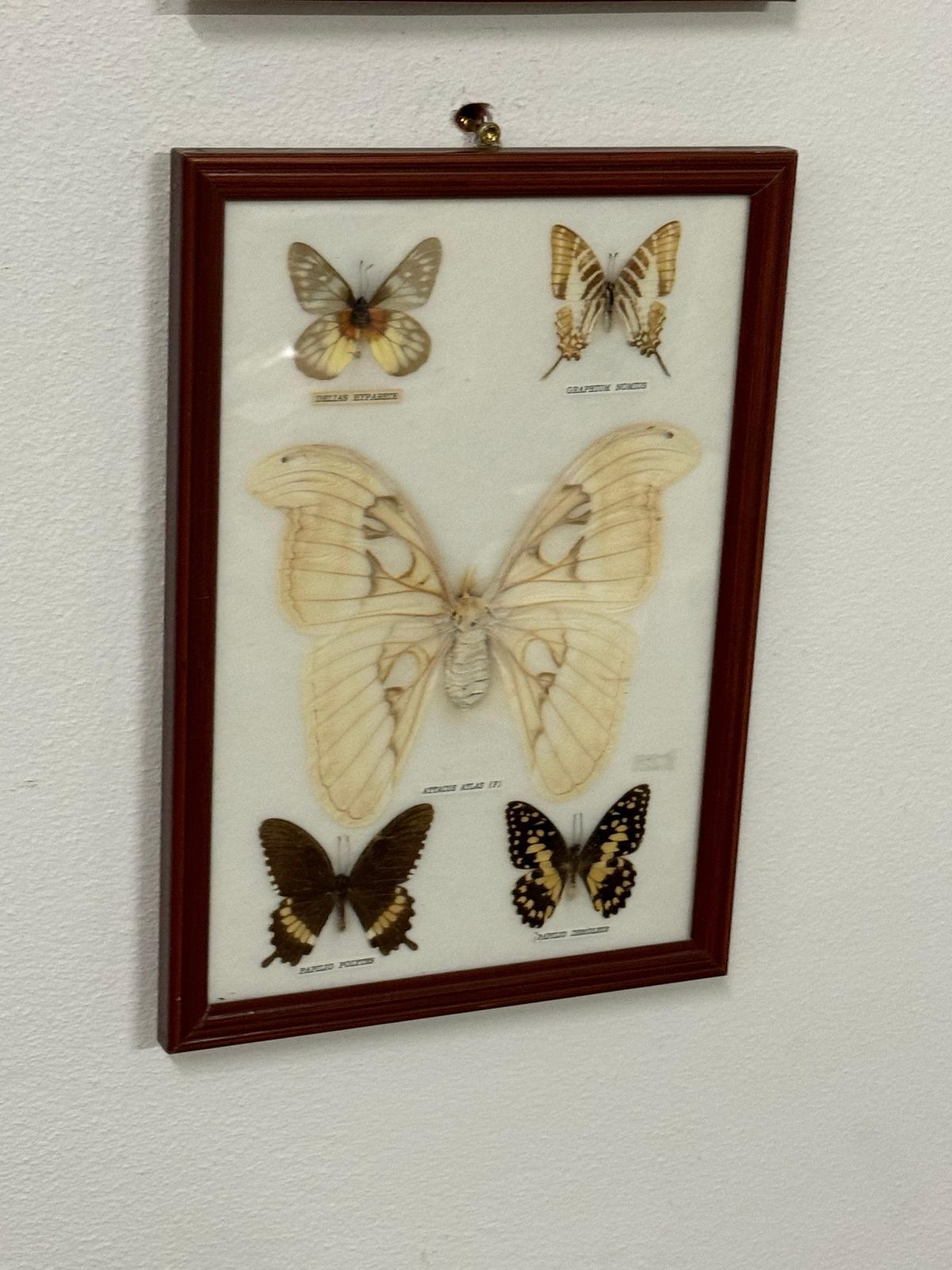 Butterfly Taxidermy Entomology Display Cases photo Home Decor