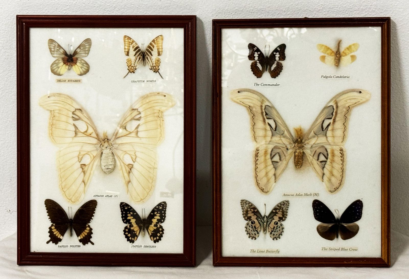 photo for sale Butterfly Taxidermy Entomology Display Cases