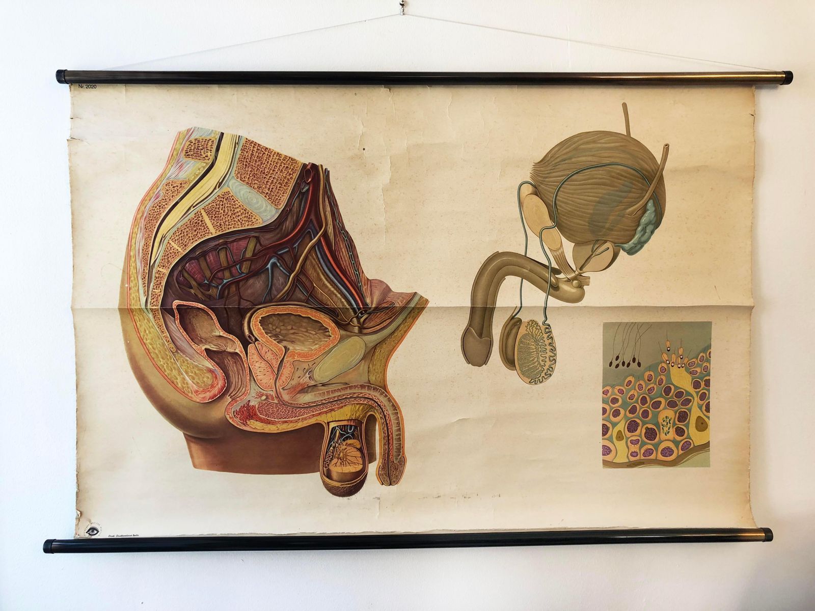 Antique Swedish School, Teaching Chart, Poster "Male Pelvic Organs" photo furniture