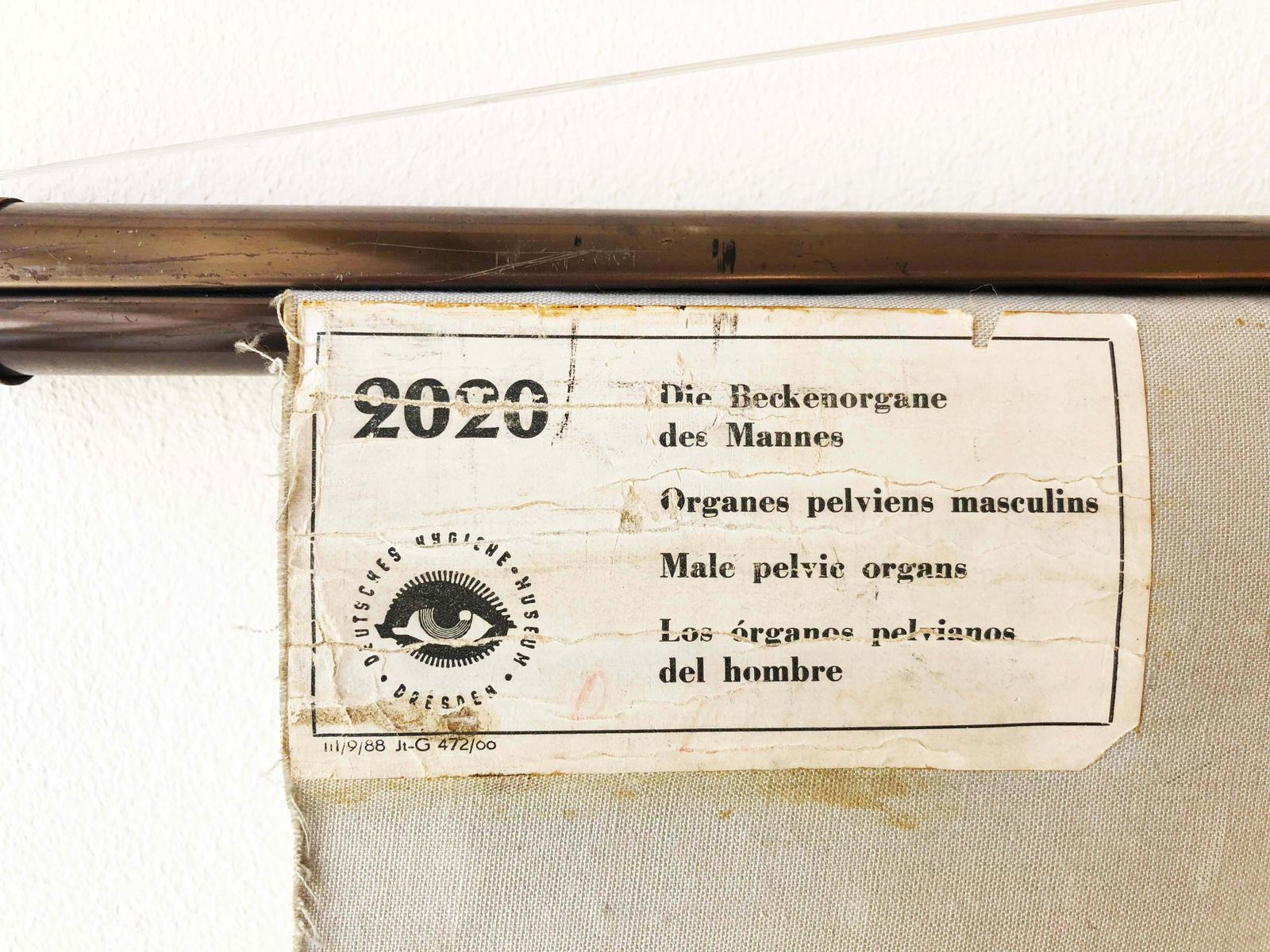Antique Swedish School, Teaching Chart, Poster "Male Pelvic Organs" photo 223.0