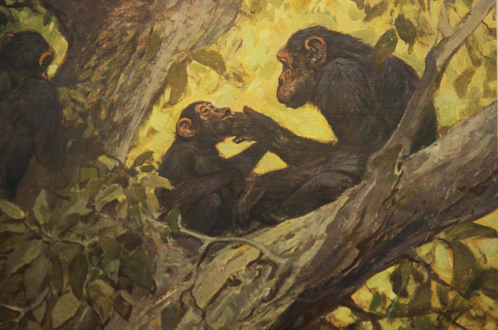 Antiek Duits Schoolplaat, Leskaart, Poster "Chimpansee" photo 216.0