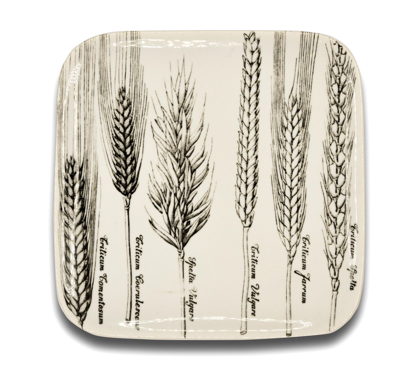 Six Dishes "Serie Spighe" 'Spikes Series' By Piero Fornasetti, 1960s photo furniture