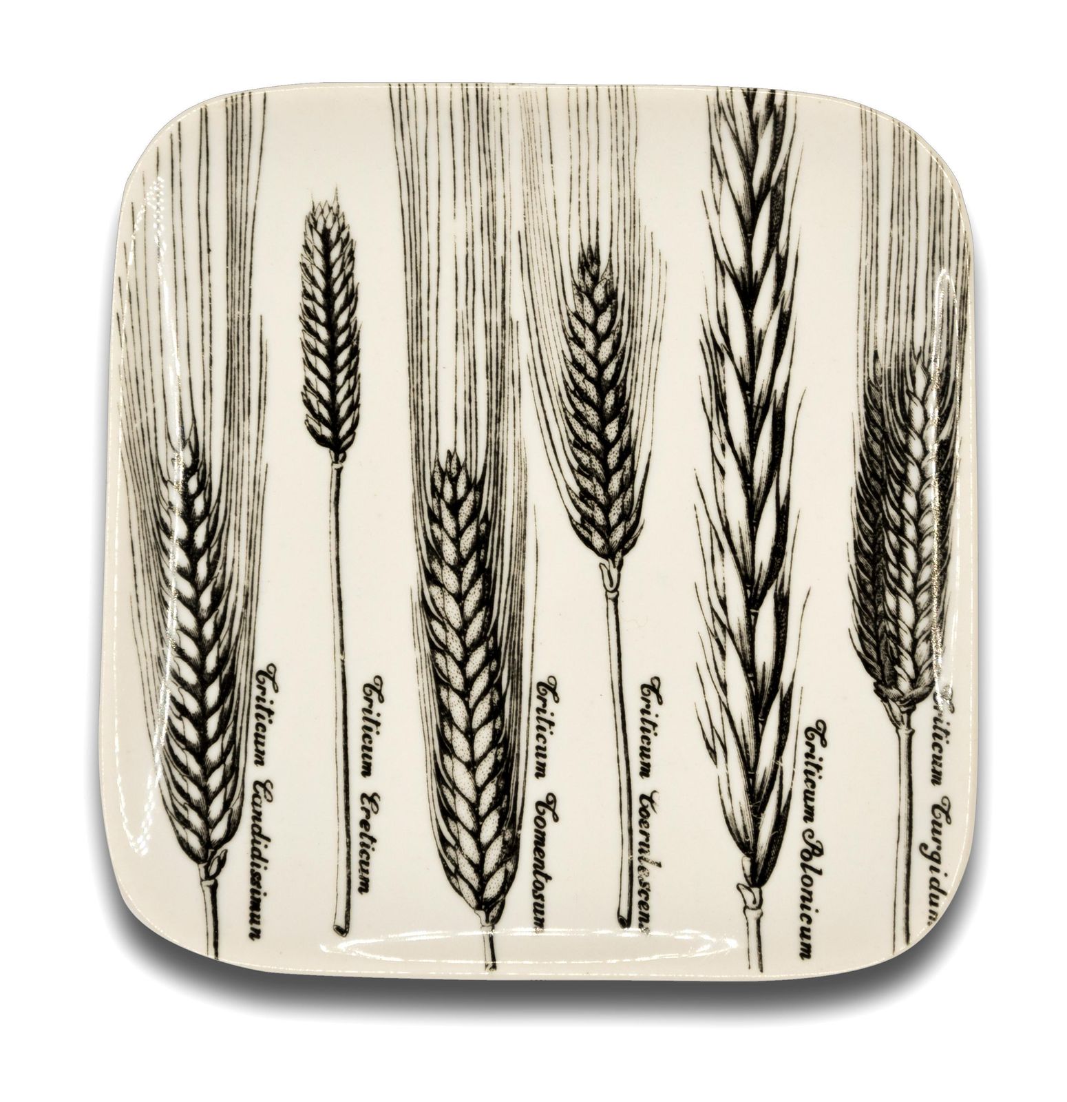 Six Dishes "Serie Spighe" 'Spikes Series' By Piero Fornasetti, 1960s photo 4677.0