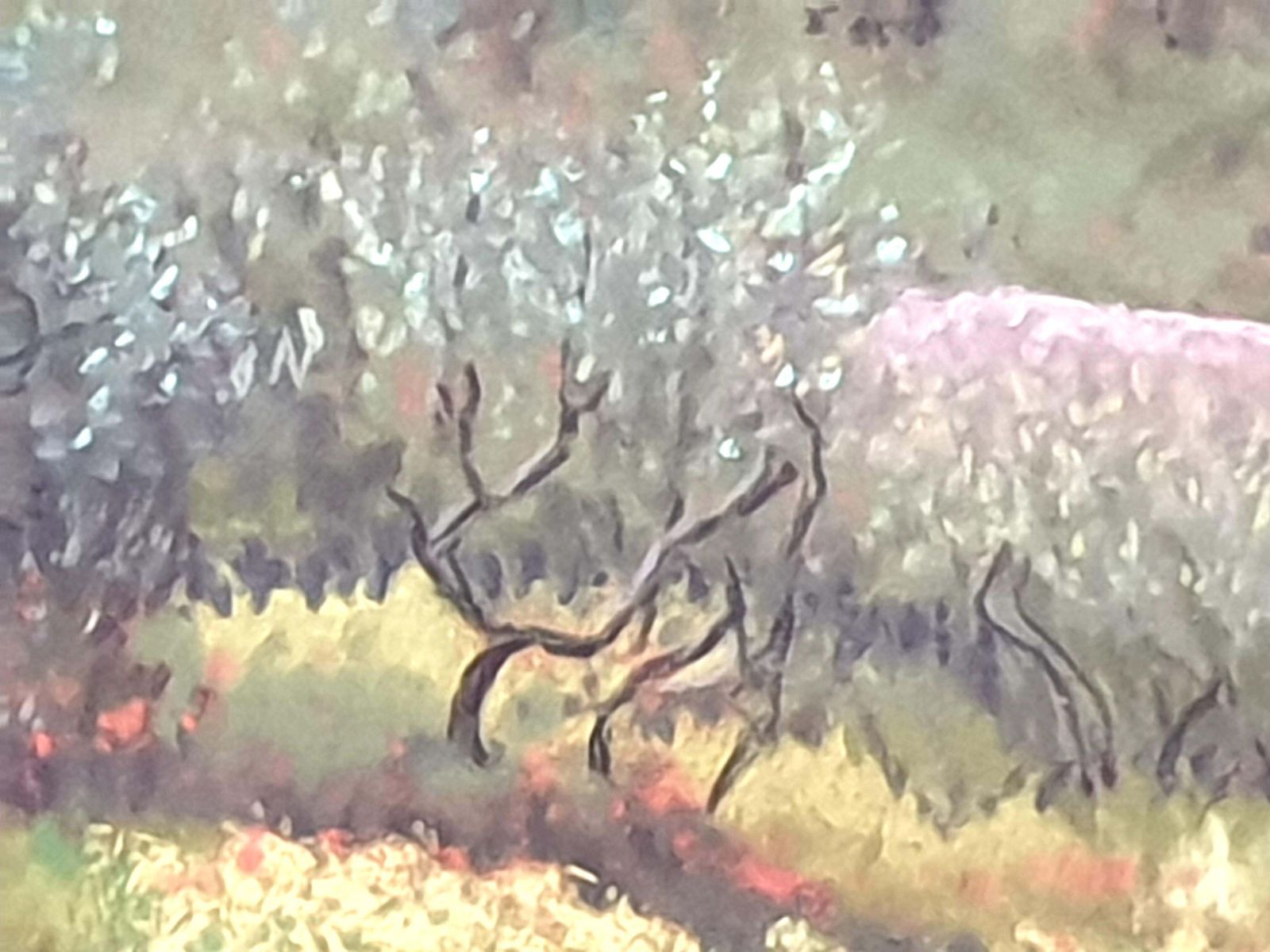 photo furniture Miranda Mcarthur Olive Grove And Poppies, Contemporary Impressionist Pastel On Paper.2022