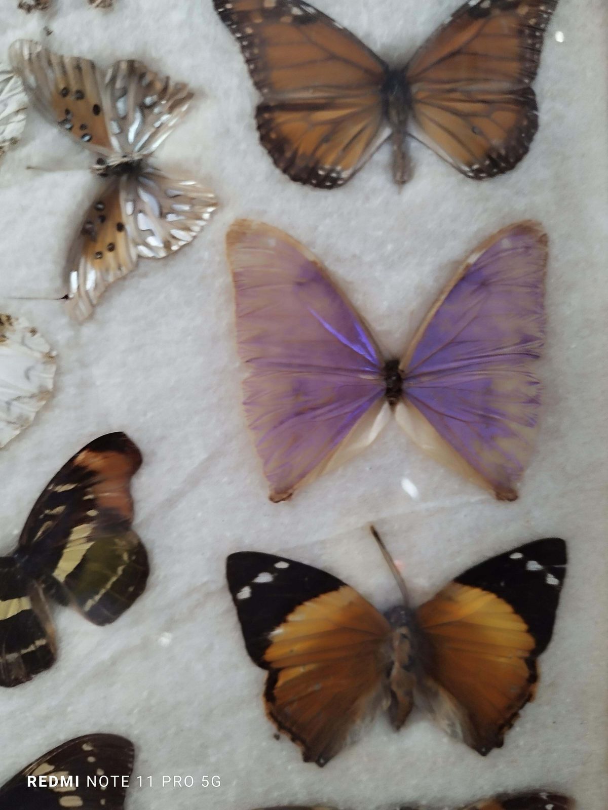 Collections Of  Butterflies And Insectin Taxidermy From The 60s photo furniture