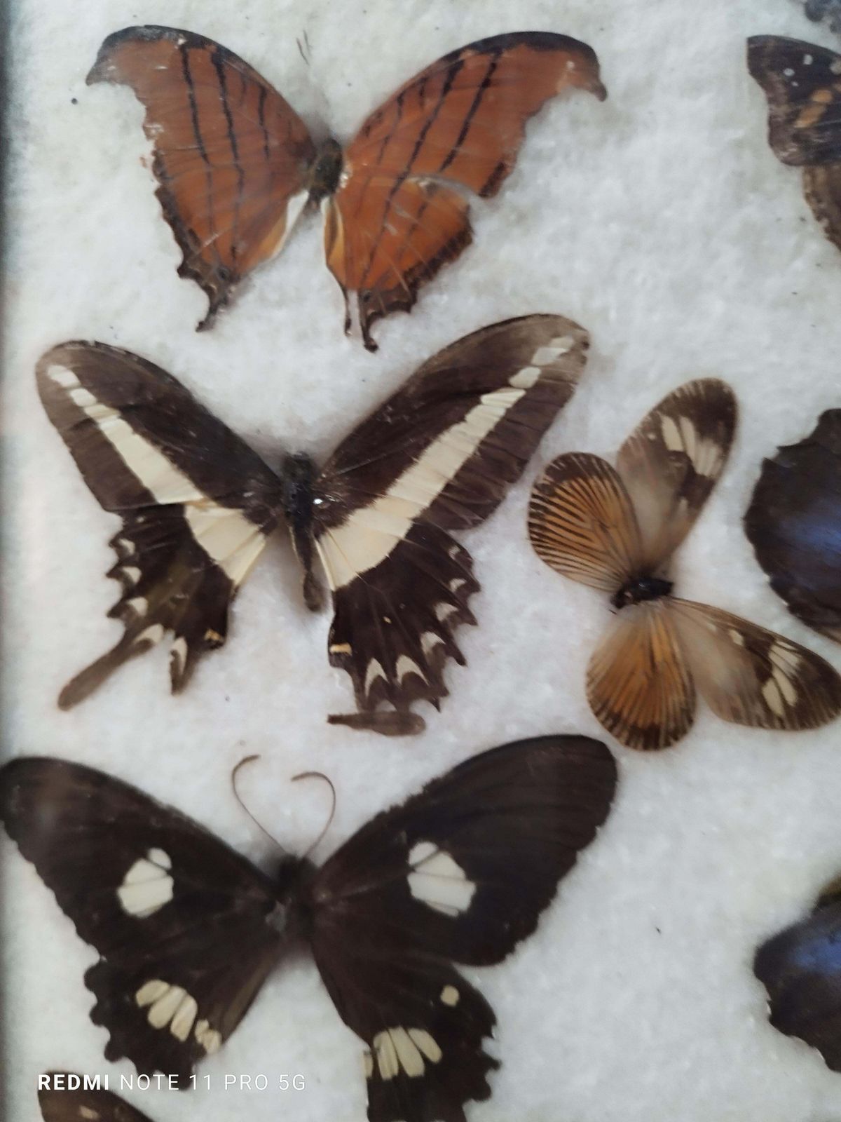 Collections Of  Butterflies And Insectin Taxidermy From The 60s photo vinterior