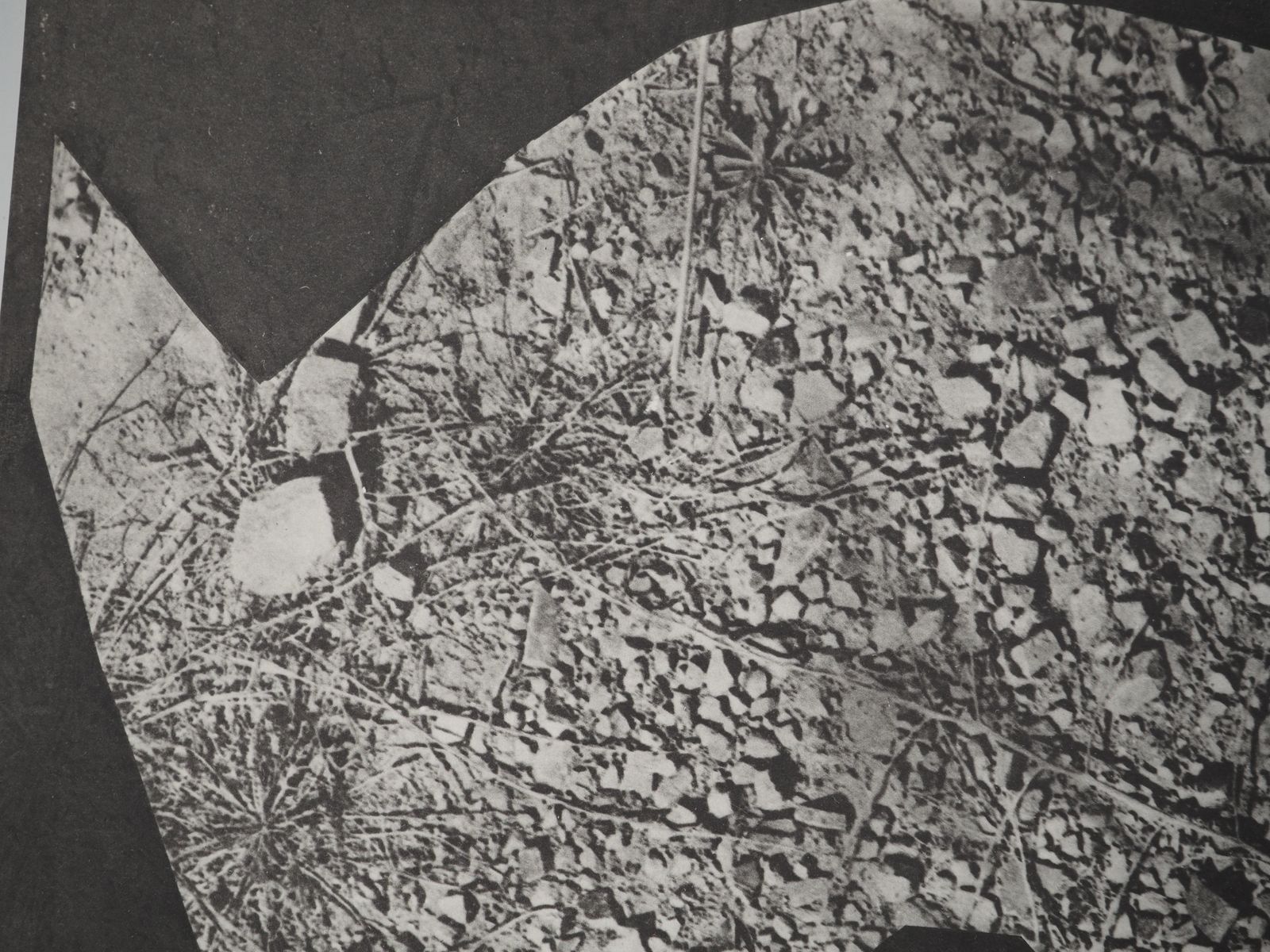 Pablo Picassodiurnes:  The Forest Floor   Original Collotype And Stencil (Cramer #115)1962 photo Art