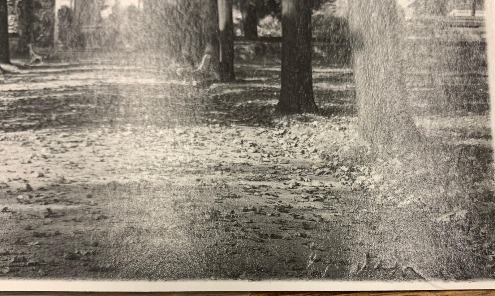 Josef Sudekprague : Royal Gardens   Original Hand Signed Gelatin Silver Photograph, 19761976 photo furniture