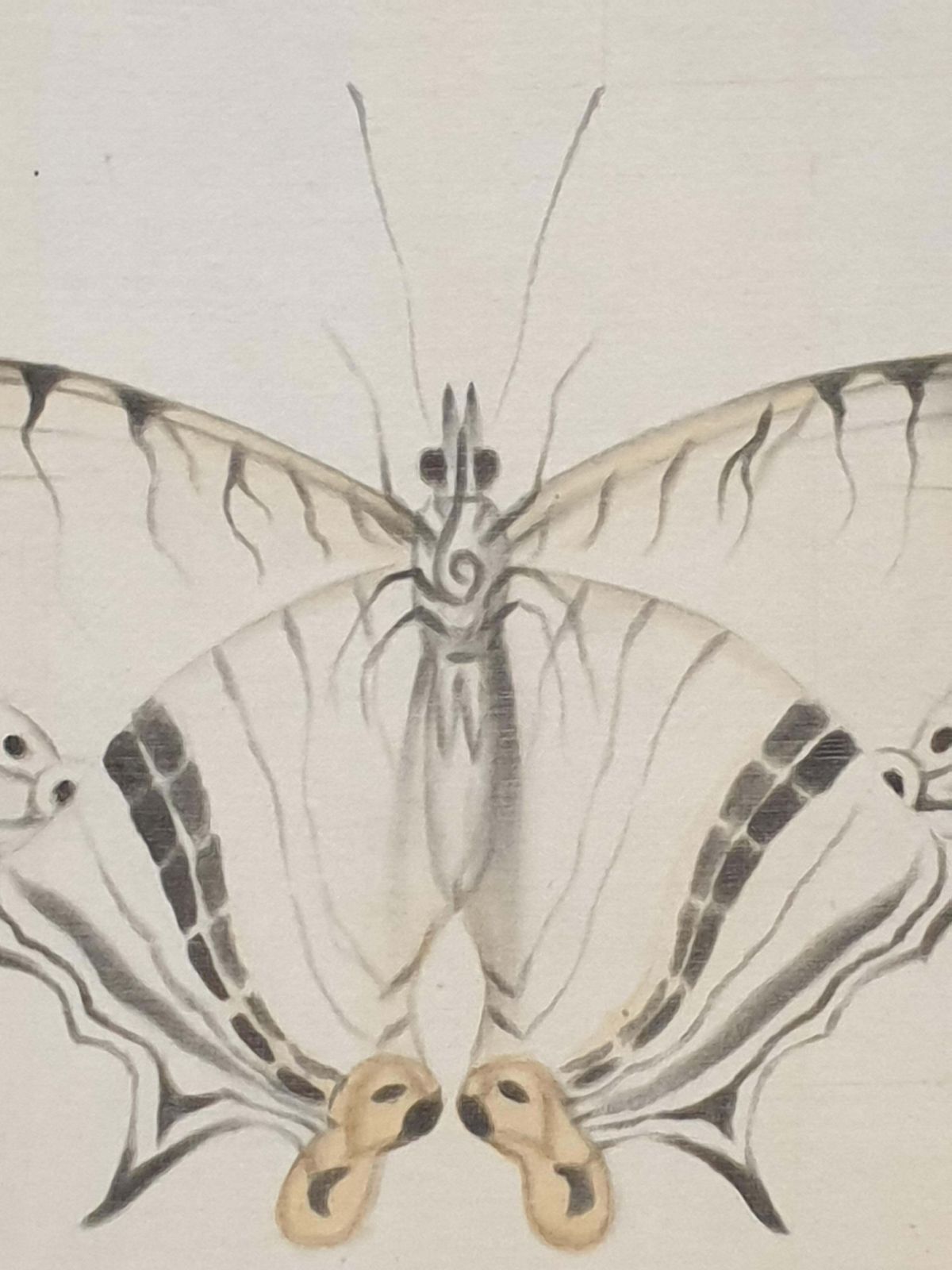 La Roche Laffittestudy Of A Butterfly, Watercolour On Silk Applied To Handmade Paper. photo 728.0