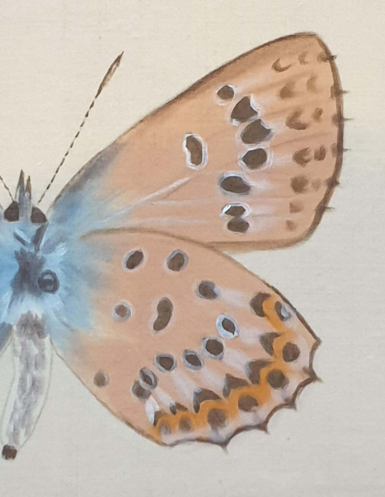 La Roche Laffittestudy Of A Butterfly, Watercolour On Silk Applied To Handmade Paper. photo furniture