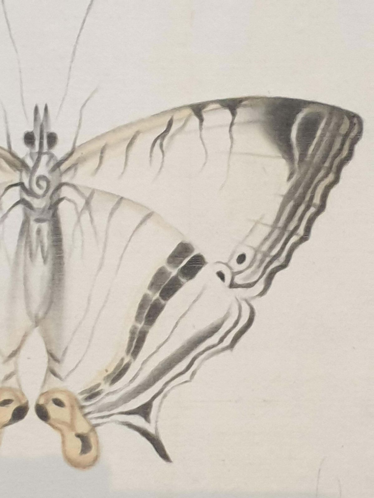 La Roche Laffittestudy Of A Butterfly, Watercolour On Silk Applied To Handmade Paper. photo buy