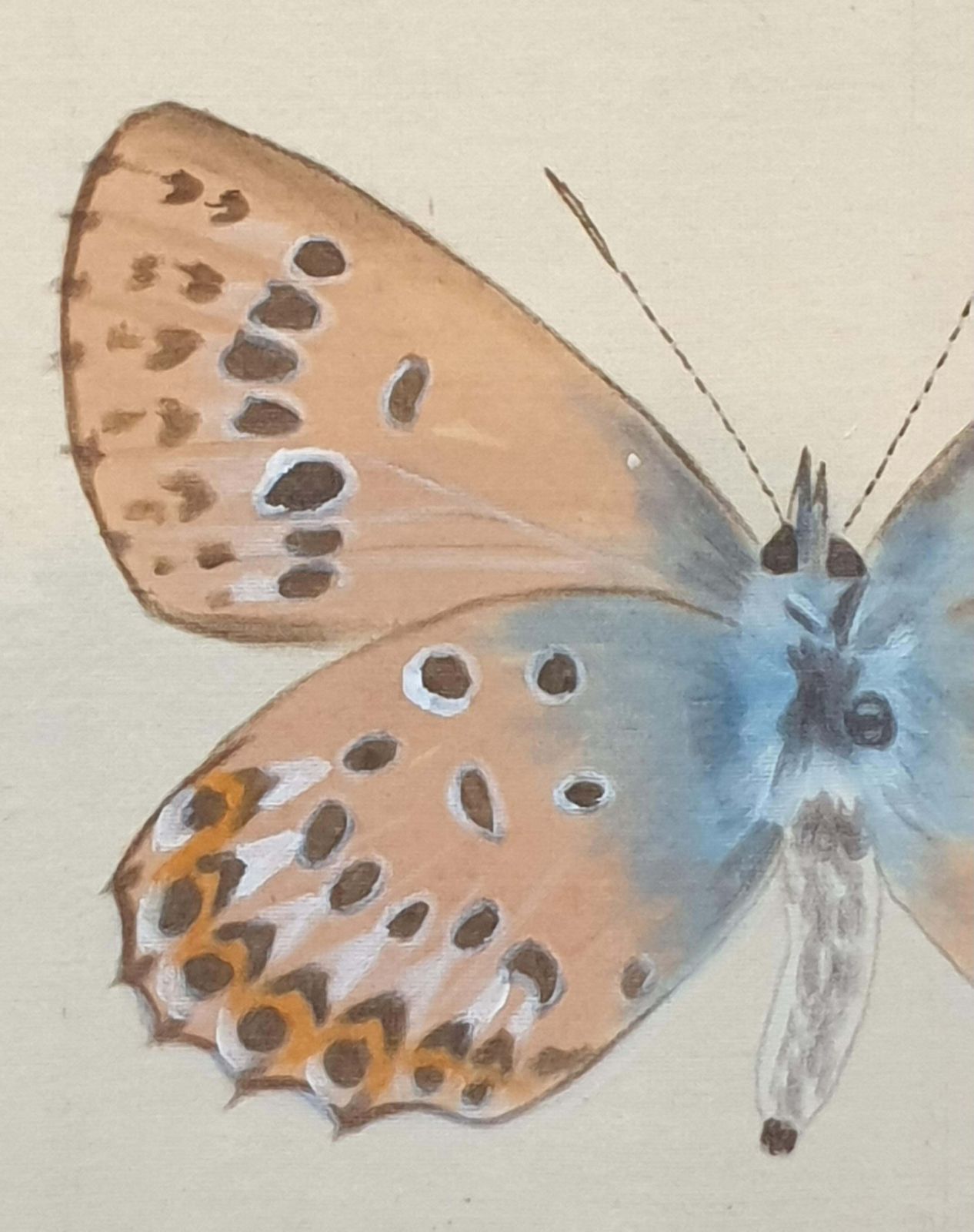 La Roche Laffittestudy Of A Butterfly, Watercolour On Silk Applied To Handmade Paper. photo for sale
