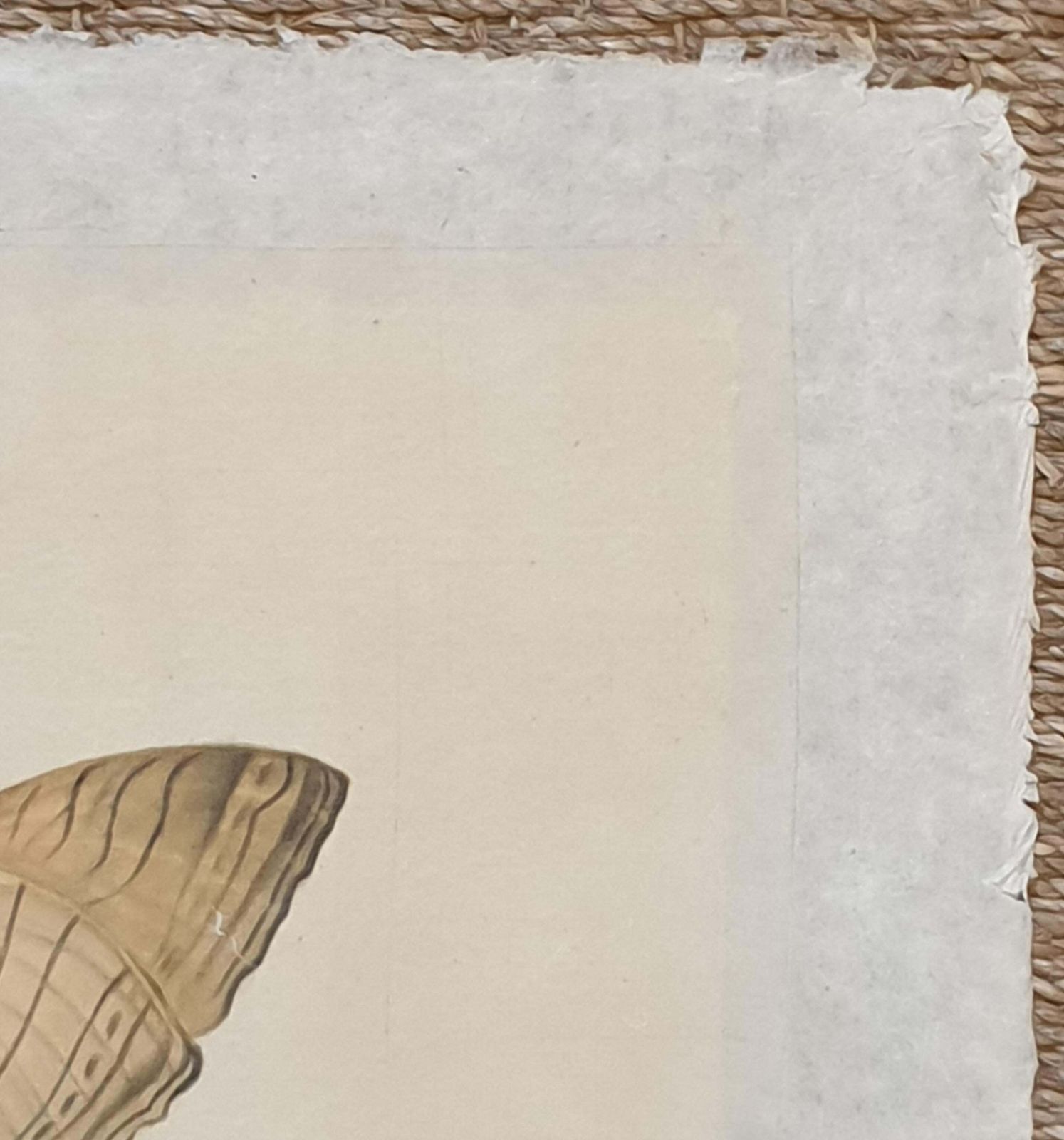 La Roche Laffittestudy Of A Butterfly, Watercolour On Silk Applied To Handmade Paper. photo vinterior